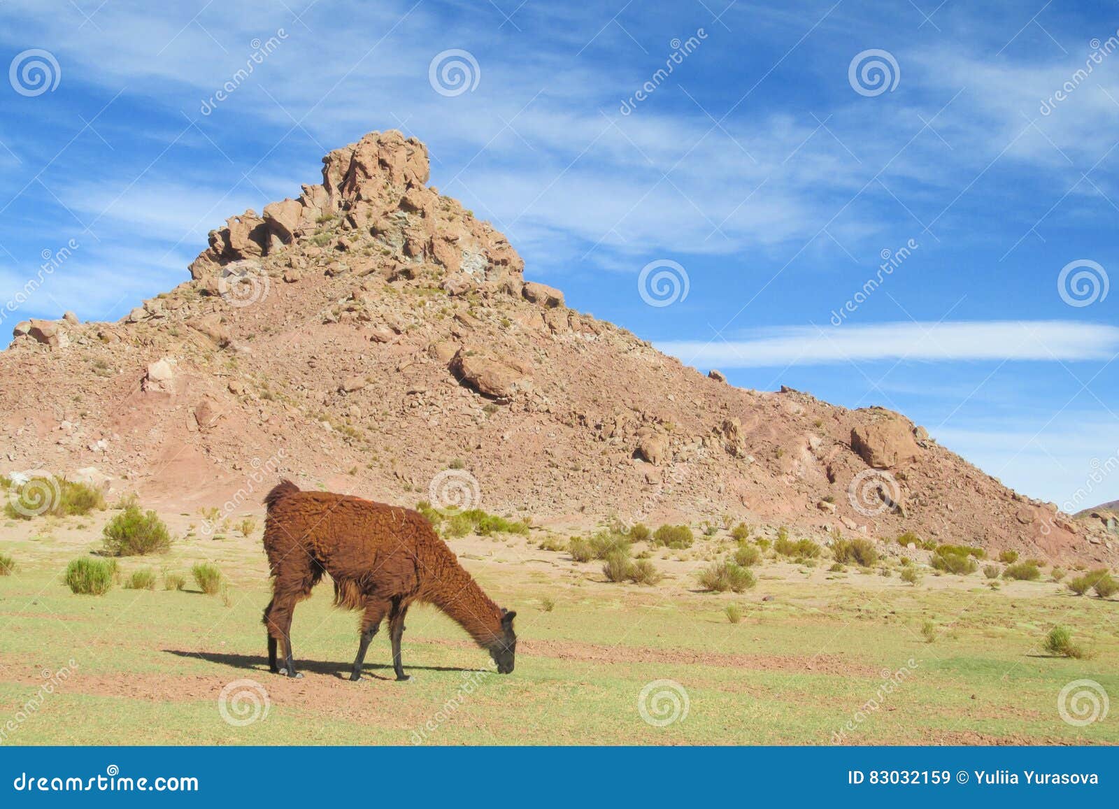 Brown Wild Alpaca Eats Grass Stock Image Image of green, animals