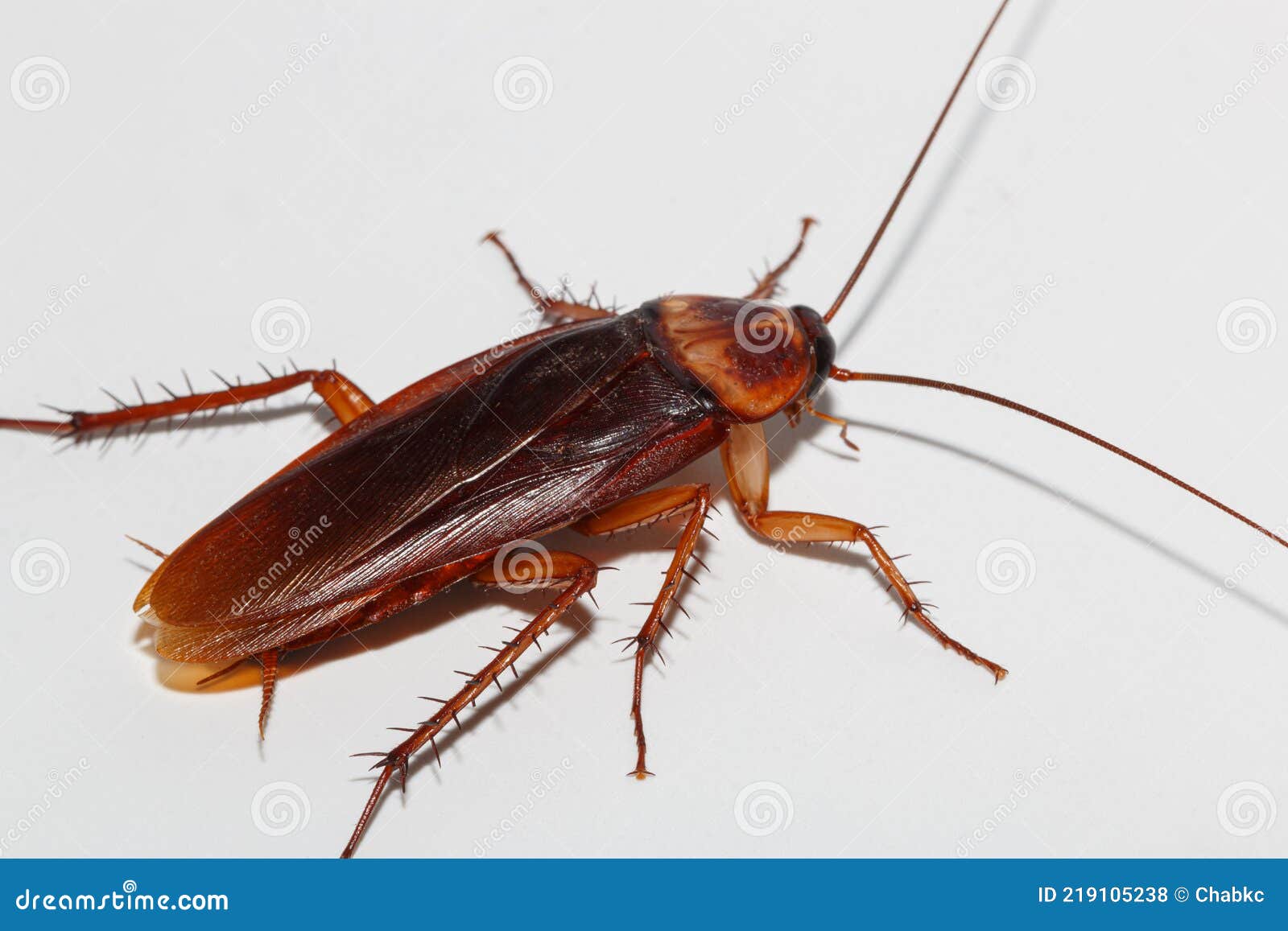 Brown Winged Cockroach Stock Photo Image Of Disease