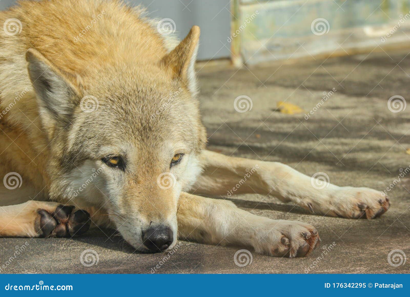A Brown Wolf Dog Resting on the Ground. Stock Image Image of nature