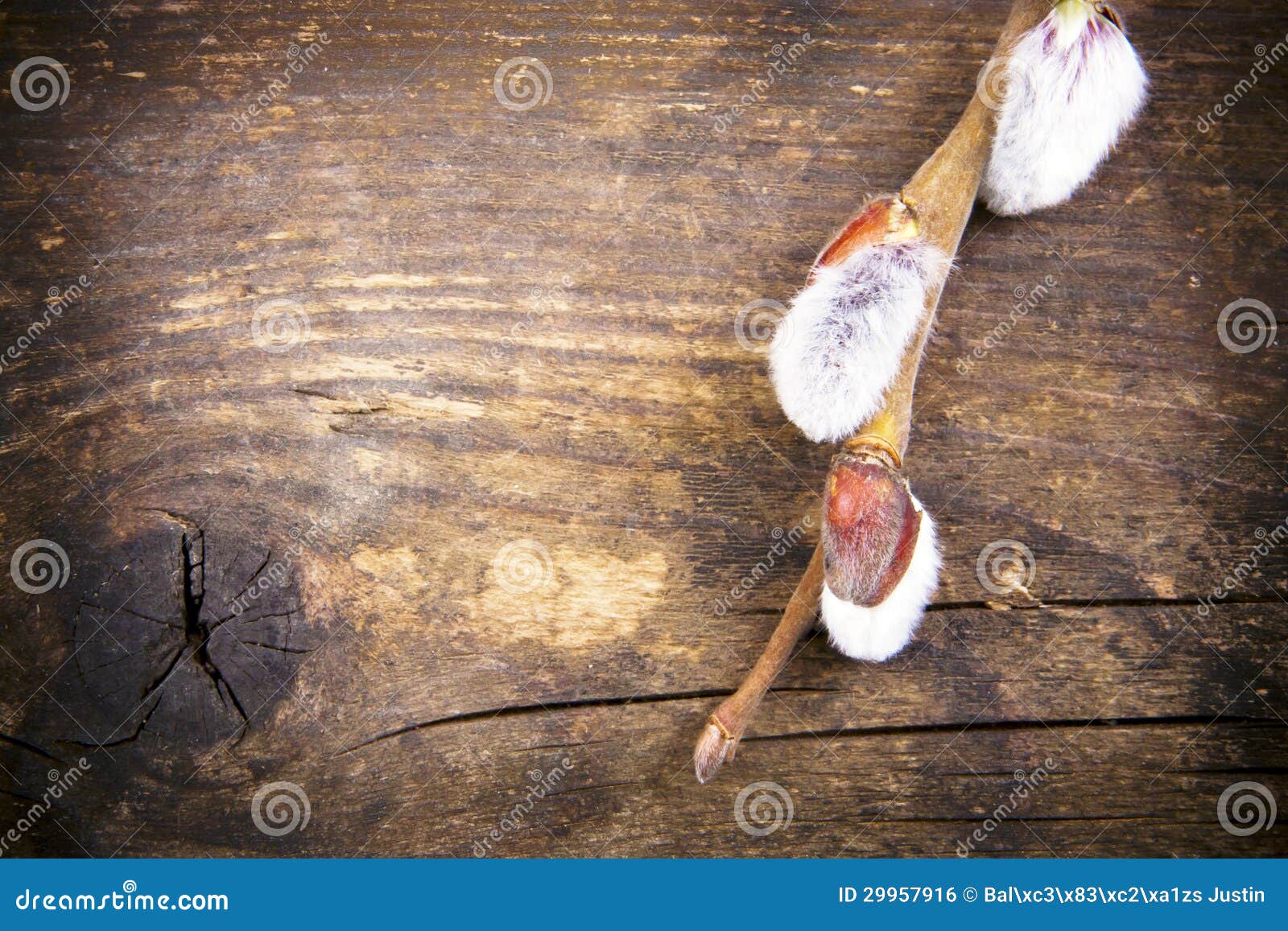 Catkins Branches in a Rustic Wooden Board. Stock Photo Image of
