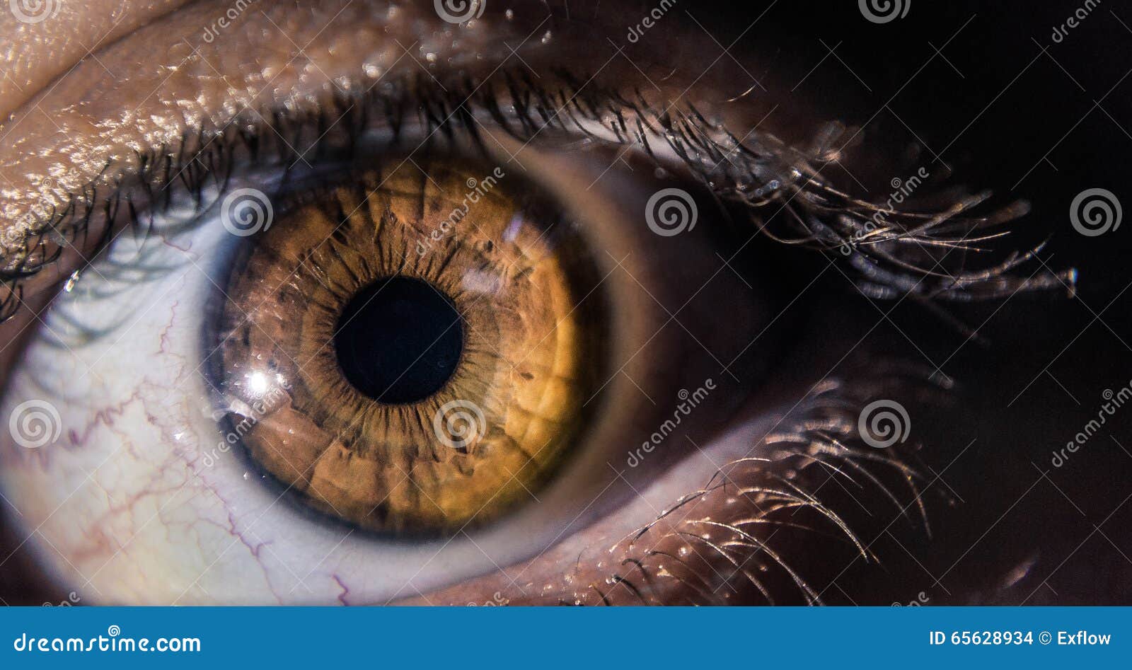 Brown yellow Eye close up stock photo. Image of brown 65628934