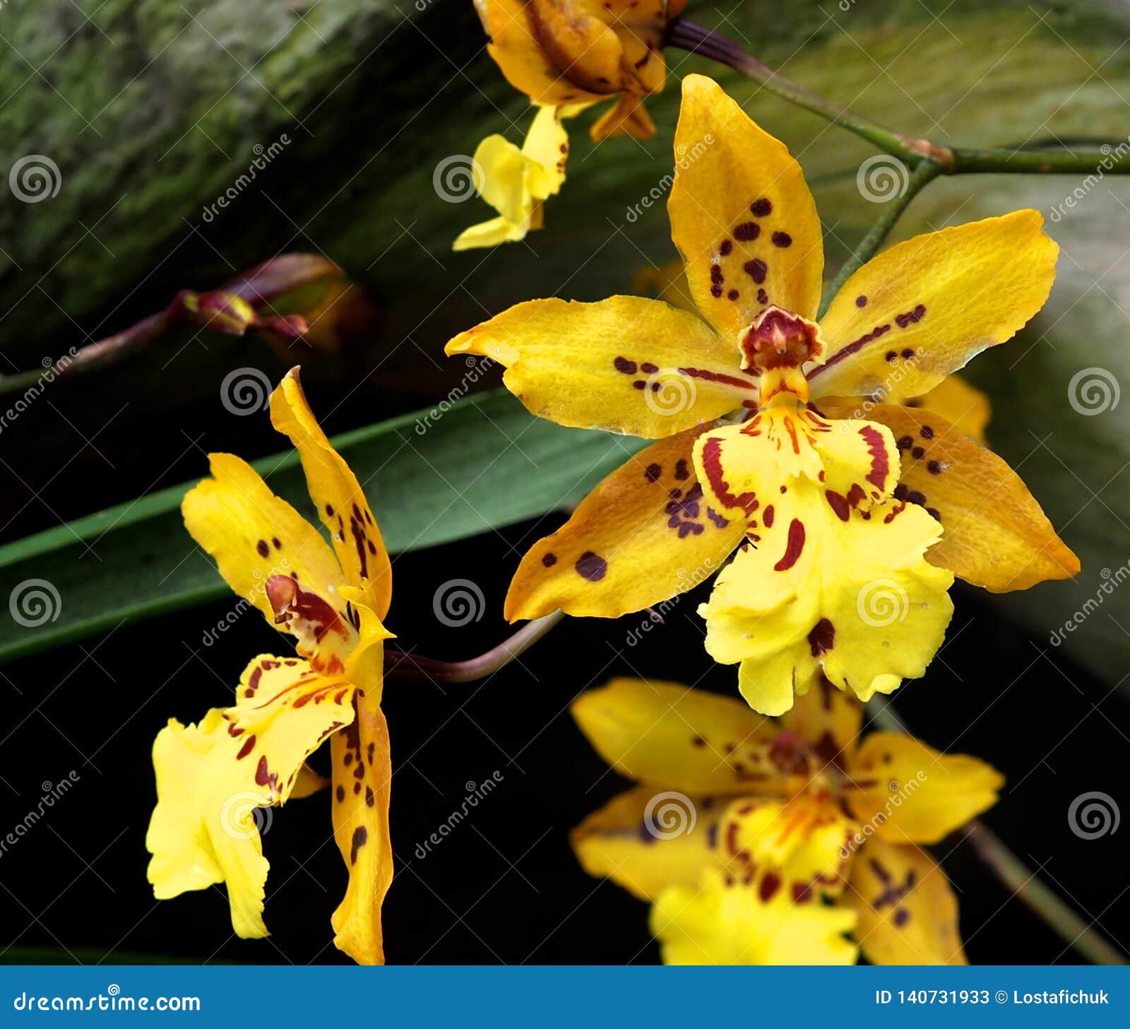 Brown and Yellow Oncidium Orchid Stock Image - Image of greenhouse, bloom:  140731933