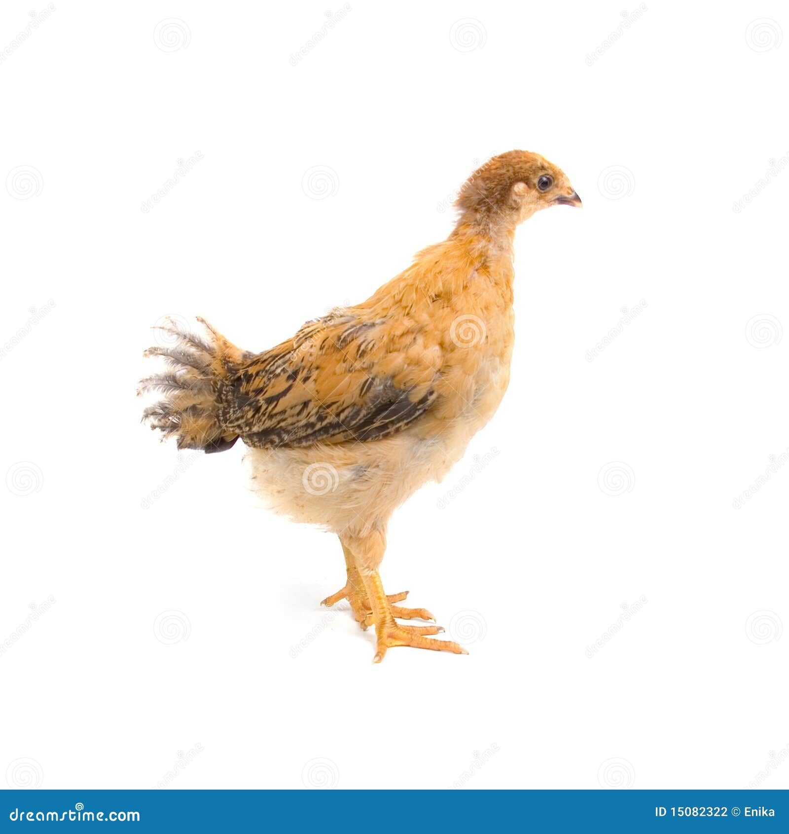 Brown young chicken stock photo. Image of chicken, chick 15082322