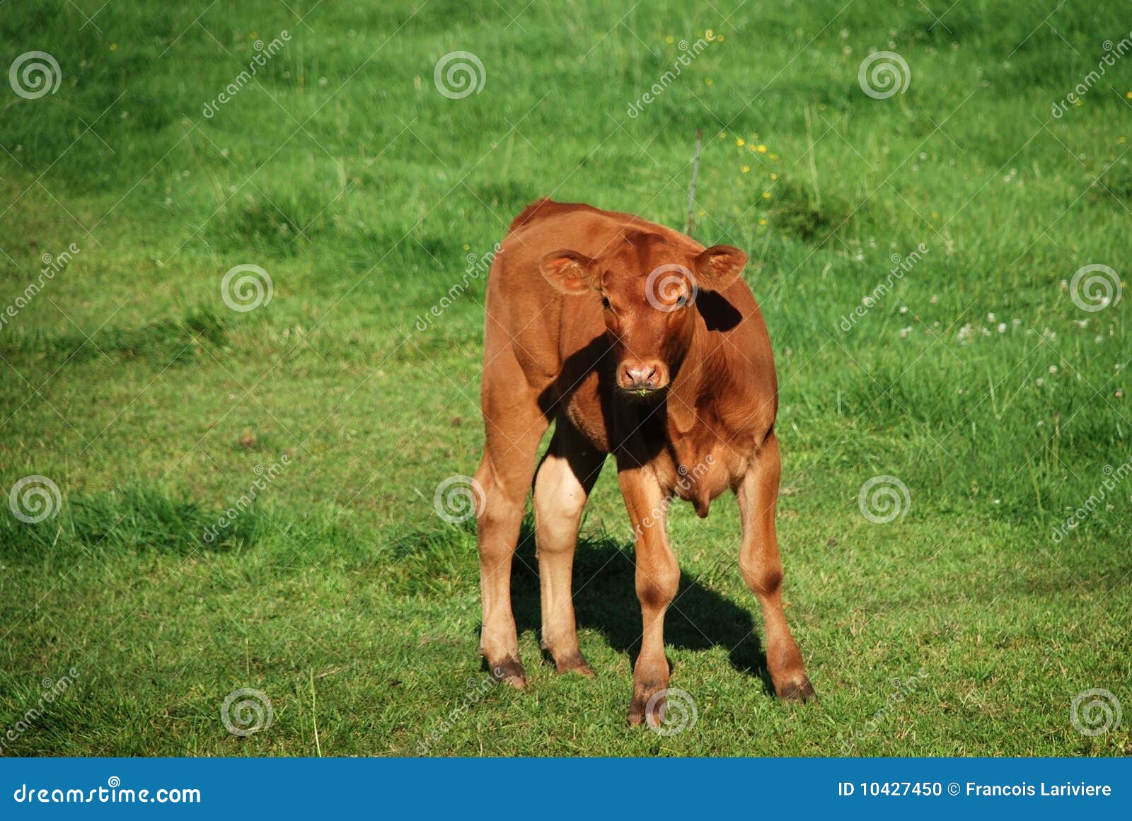 Brown Young Veal in the Green Meadow Stock Photo Image of steer, mammal 10427450