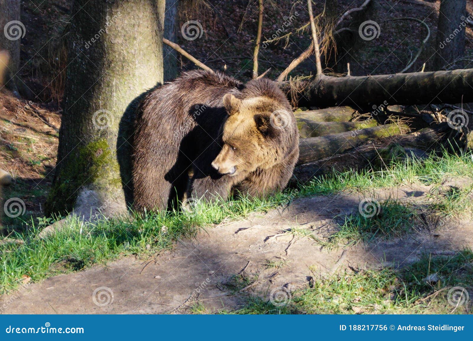 a brown bear