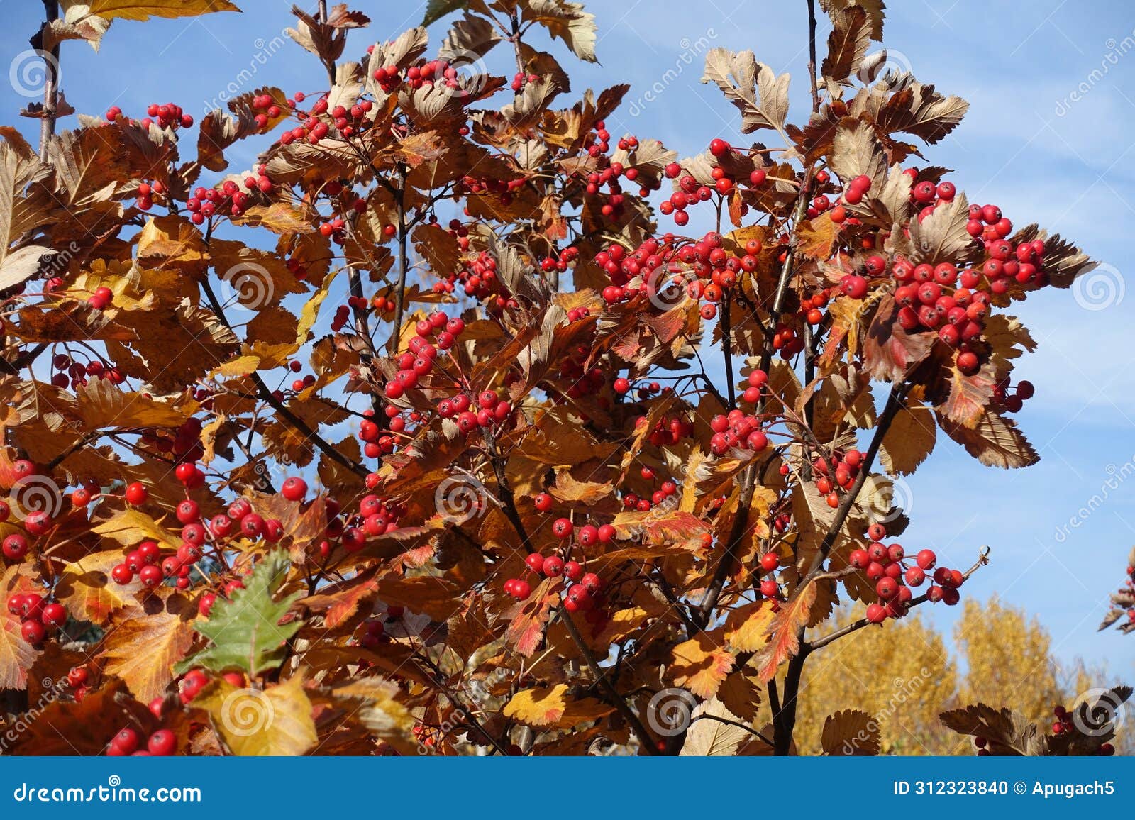 brownish yellow foliage and red fruits of sorbus aria against blue sky