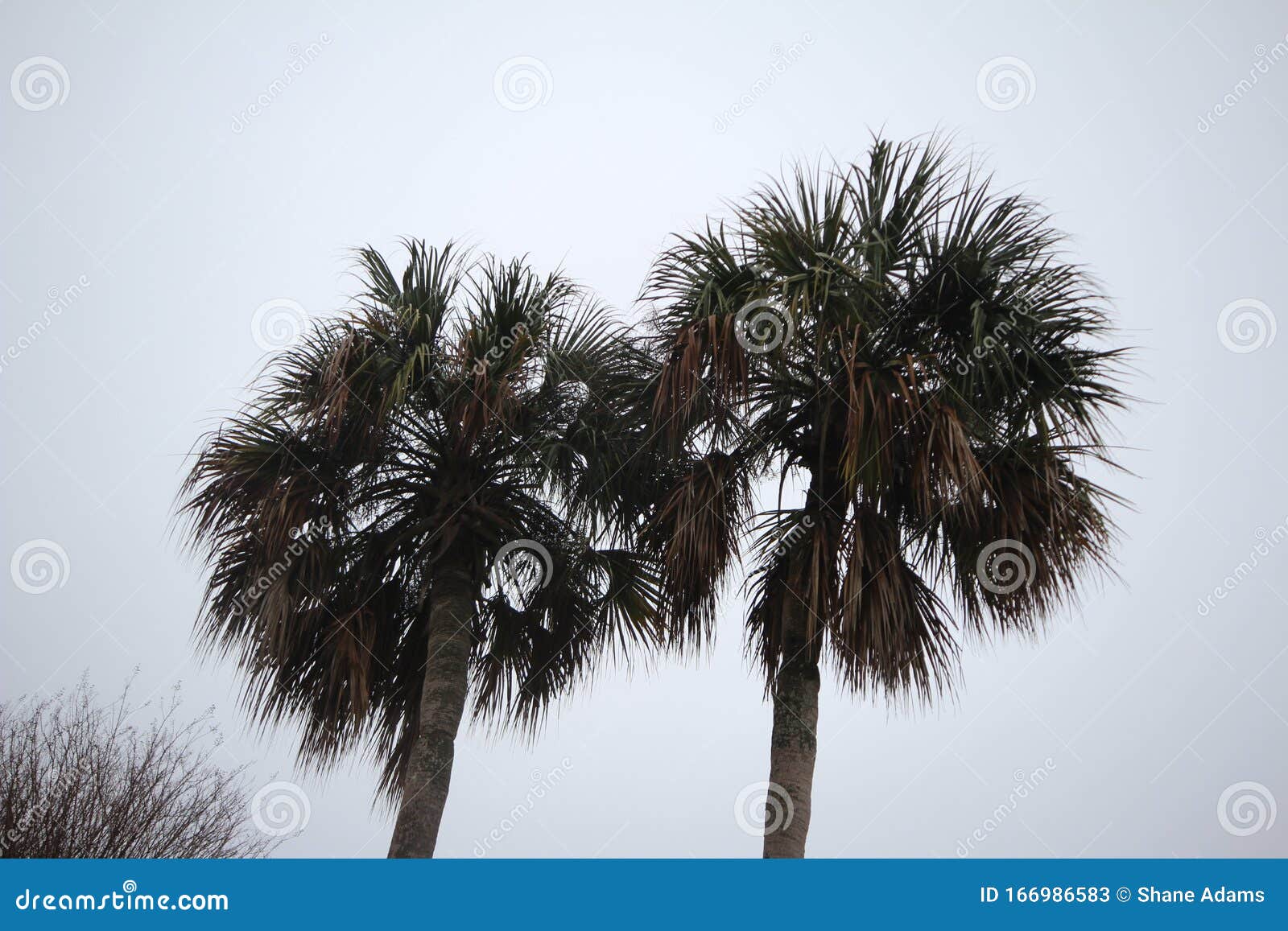 Brownsville, Texas Sabal Palms Stock Image Image of south, valley 166986583