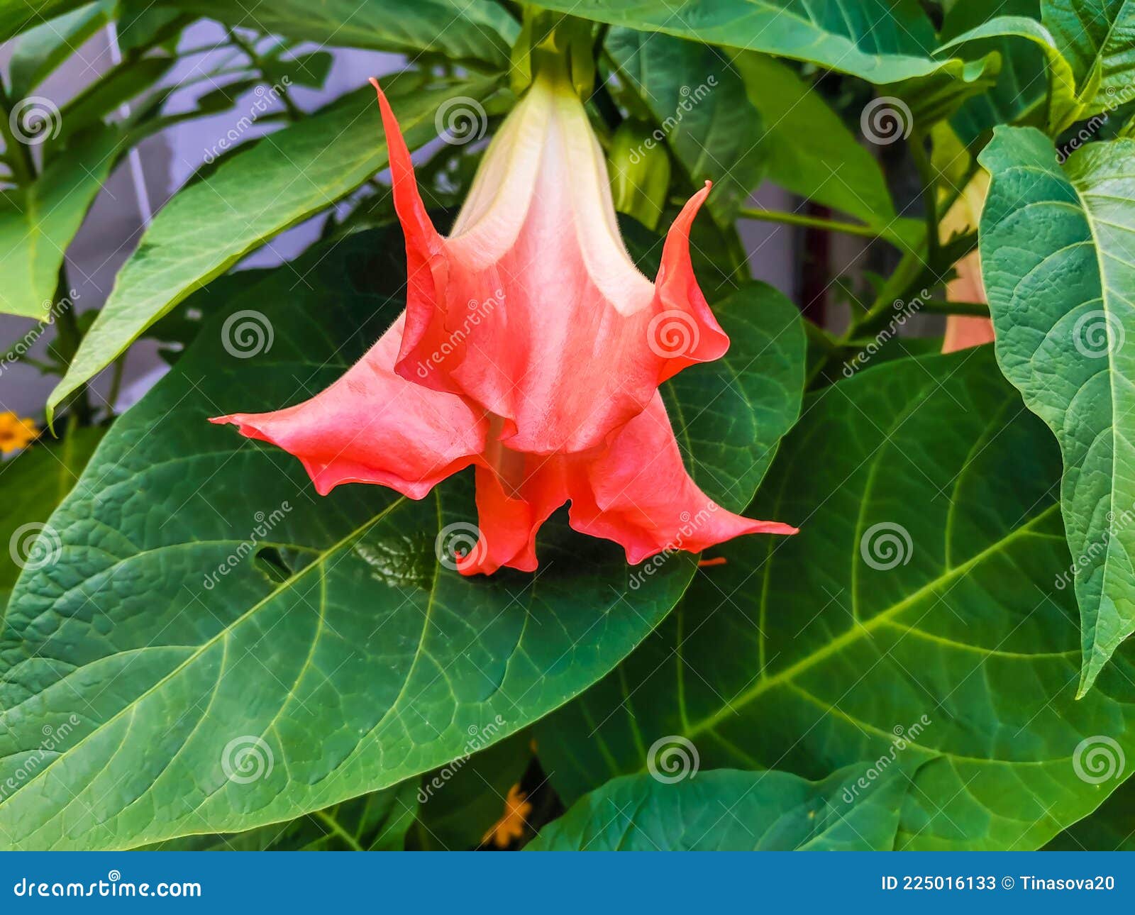 Brugmansia Suaveolens Grande Flor Rosa No Jardim De Verão. Anjos Trompetes  Plantas Ornamentais Imagem de Stock - Imagem de cultivado, brasil: 225016133