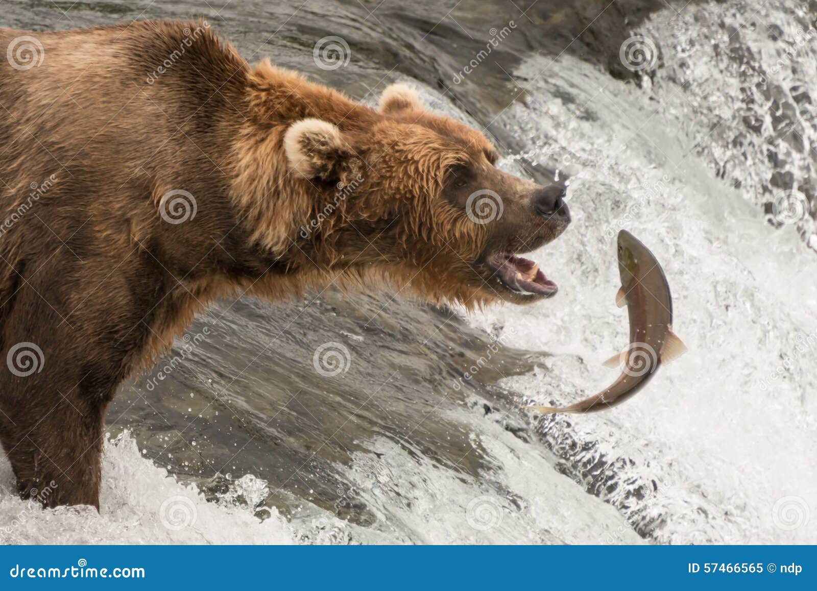 Bruin draag ongeveer om een zalm te vangen. Een bruine beer staart met zijn open mond bij een zalm het bij Bekendalingen op het punt staat te vangen, Alaska r