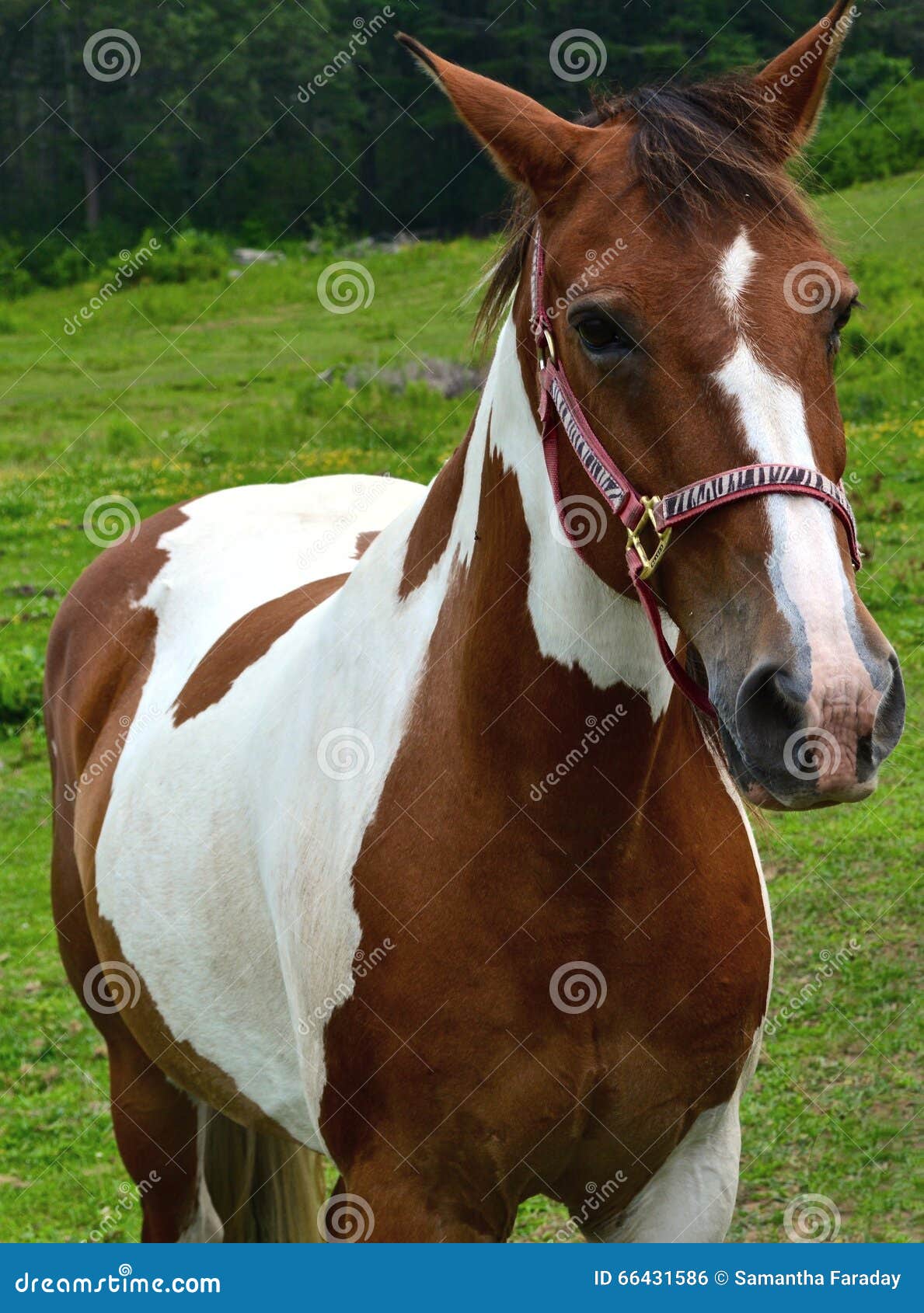 Vlucht beginsel Plagen Bruin en wit paard stock foto. Image of leven, paard - 66431586