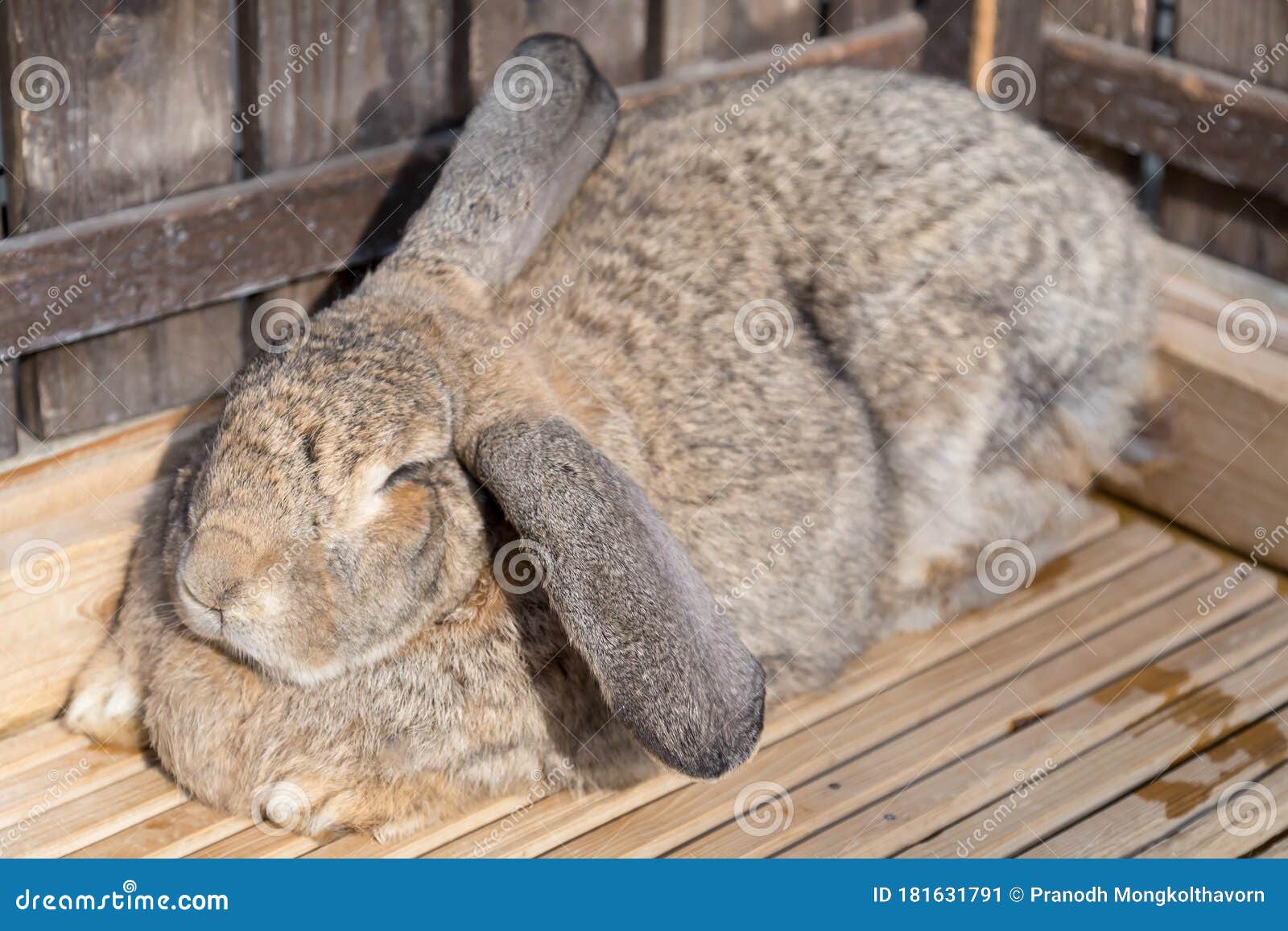 Bruin Konijn Slapen Op Houten Vloer Stock - Image of konijntje, 181631791