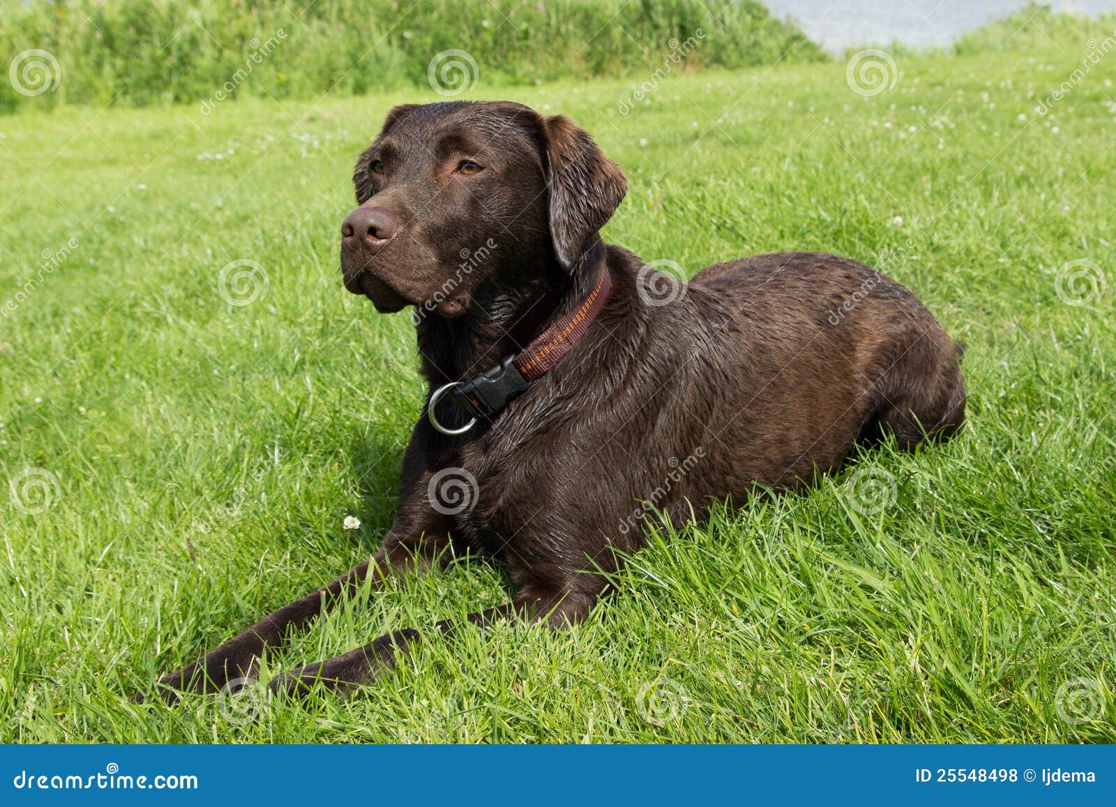 Bruin Labrador Dat in Gras Ligt Stock Foto Image of gebied, voorzijde