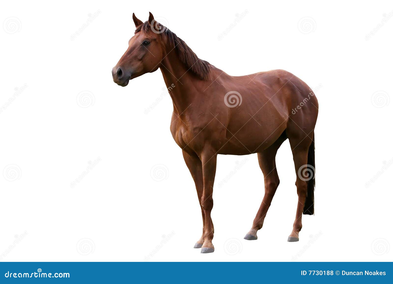 Bruin Paard Dat Op Wit Wordt Geïsoleerdk Stock Foto Image of zoogdier, alarm: 7730188