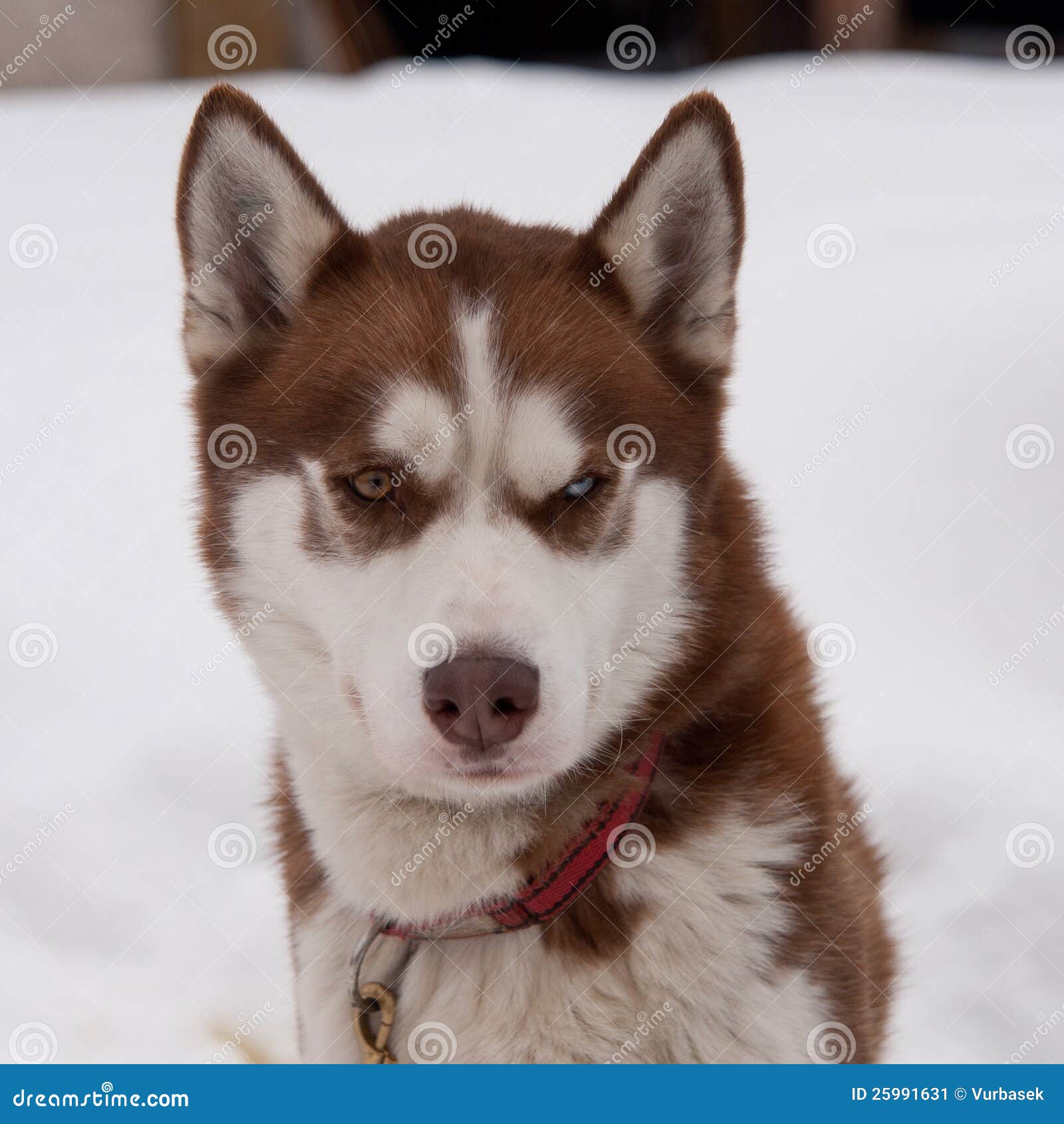 Image Result For Siberian Husky Puppy Blue Eyes Image Result For Siberian Husky Puppy Blue Eyes