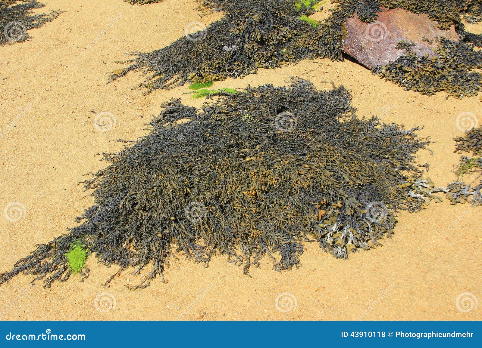 Bruine algen (Fucus). Bruine algen van de soort Fucus op de kust van Bretagne, Engels Kanaal, Frankrijk