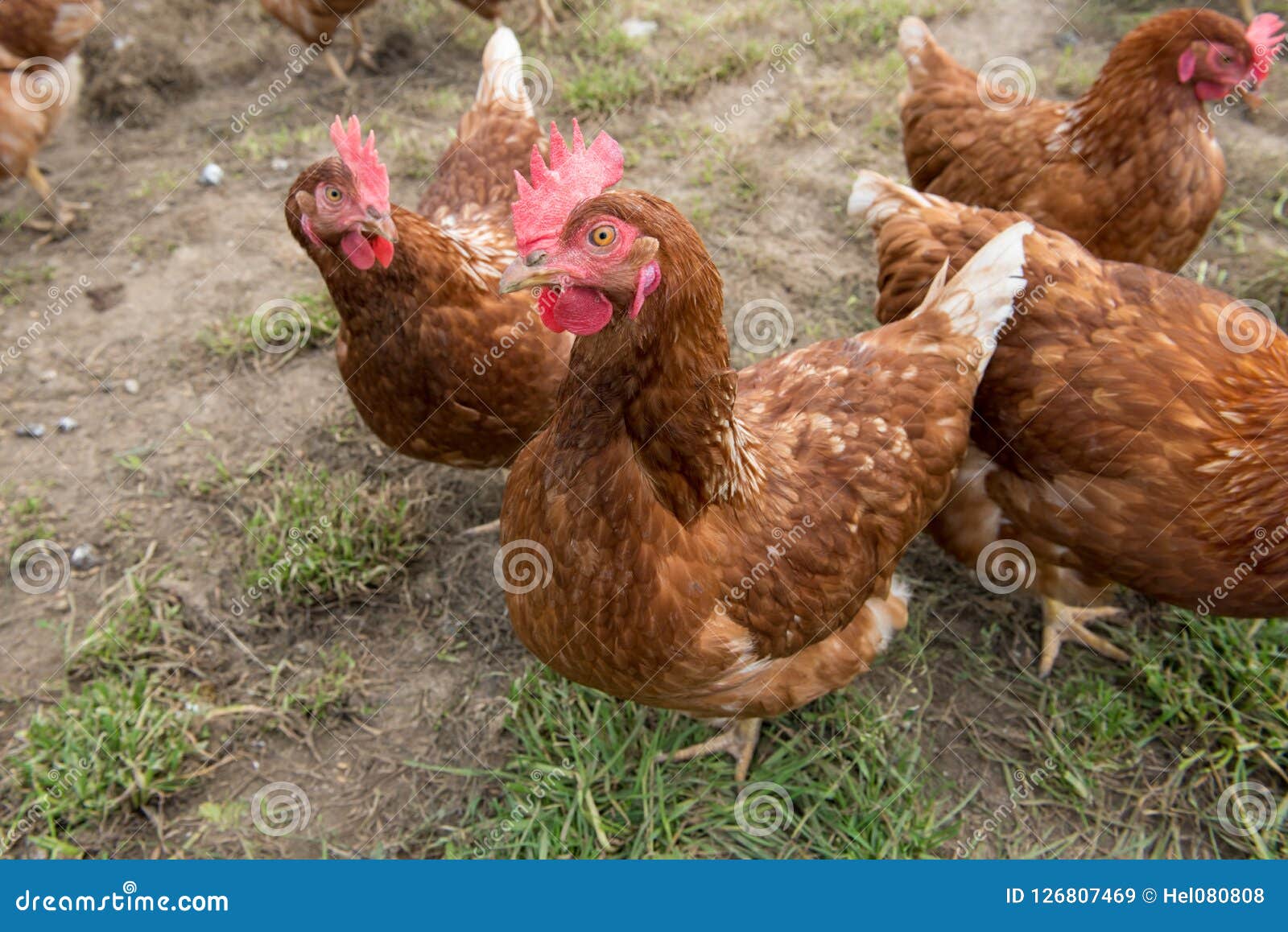 Verenigen Geweldige eik in de buurt Bruine kippen in boerenerf stock afbeelding. Image of landbouw - 126807469