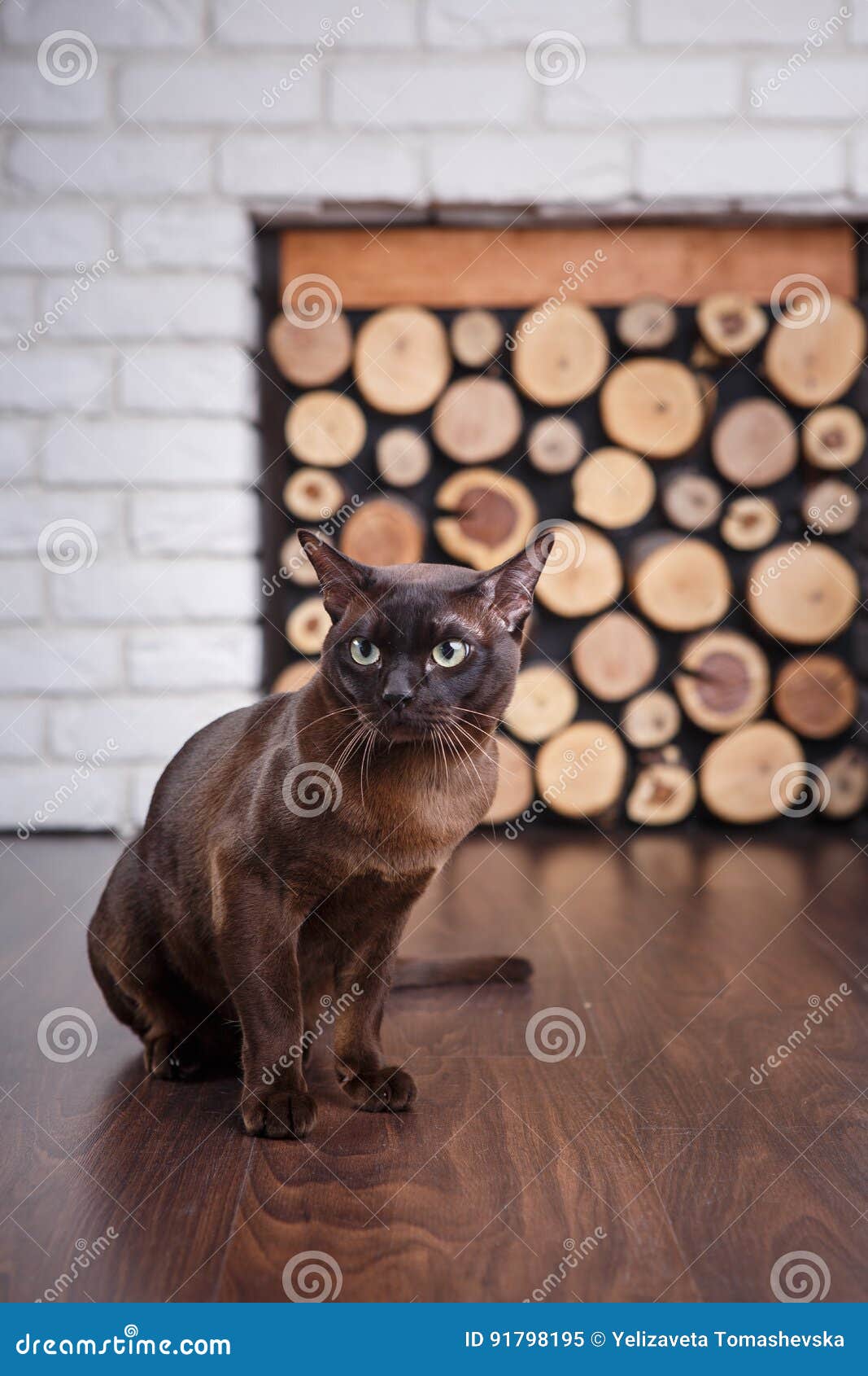 Brun De Chat Brun Chocolat Avec De Grands Yeux Verts Sur Le Plancher En Bois Sur Le Mur De Briques Blanc Et La Cheminee De Fond Image Stock Image Du Noir Brun De Chat Brun Chocolat Avec De Grands Yeux Verts Sur Le Plancher En Bois Sur Le Mur De Briques Blanc Et La Cheminee De Fond Image Stock Image Du Noir