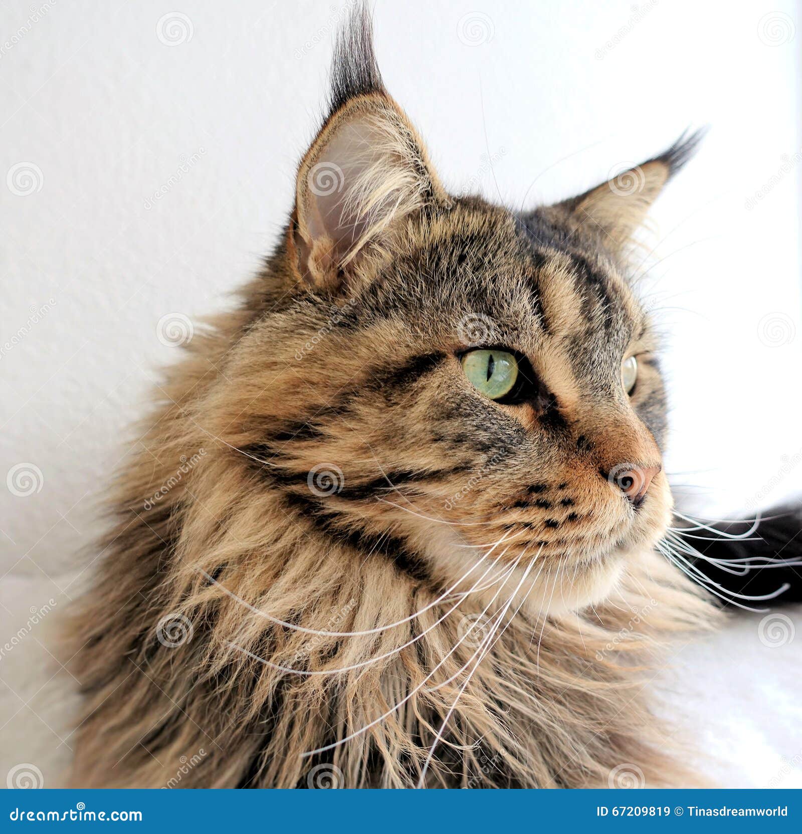 Brun De Chat De Maine Coon Tigre Image Stock Image Du Avec Fraise Brun De Chat De Maine Coon Tigre Image Stock Image Du Avec Fraise