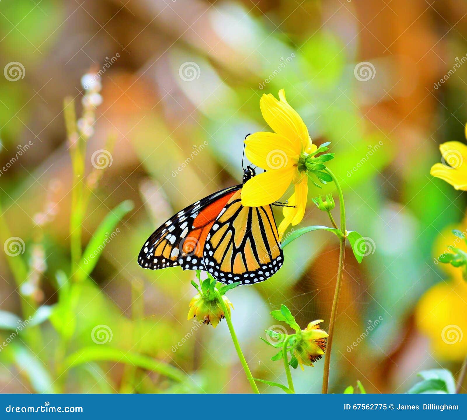 Brunch de la mariposa imagen de archivo. Imagen de mariposa 67562775