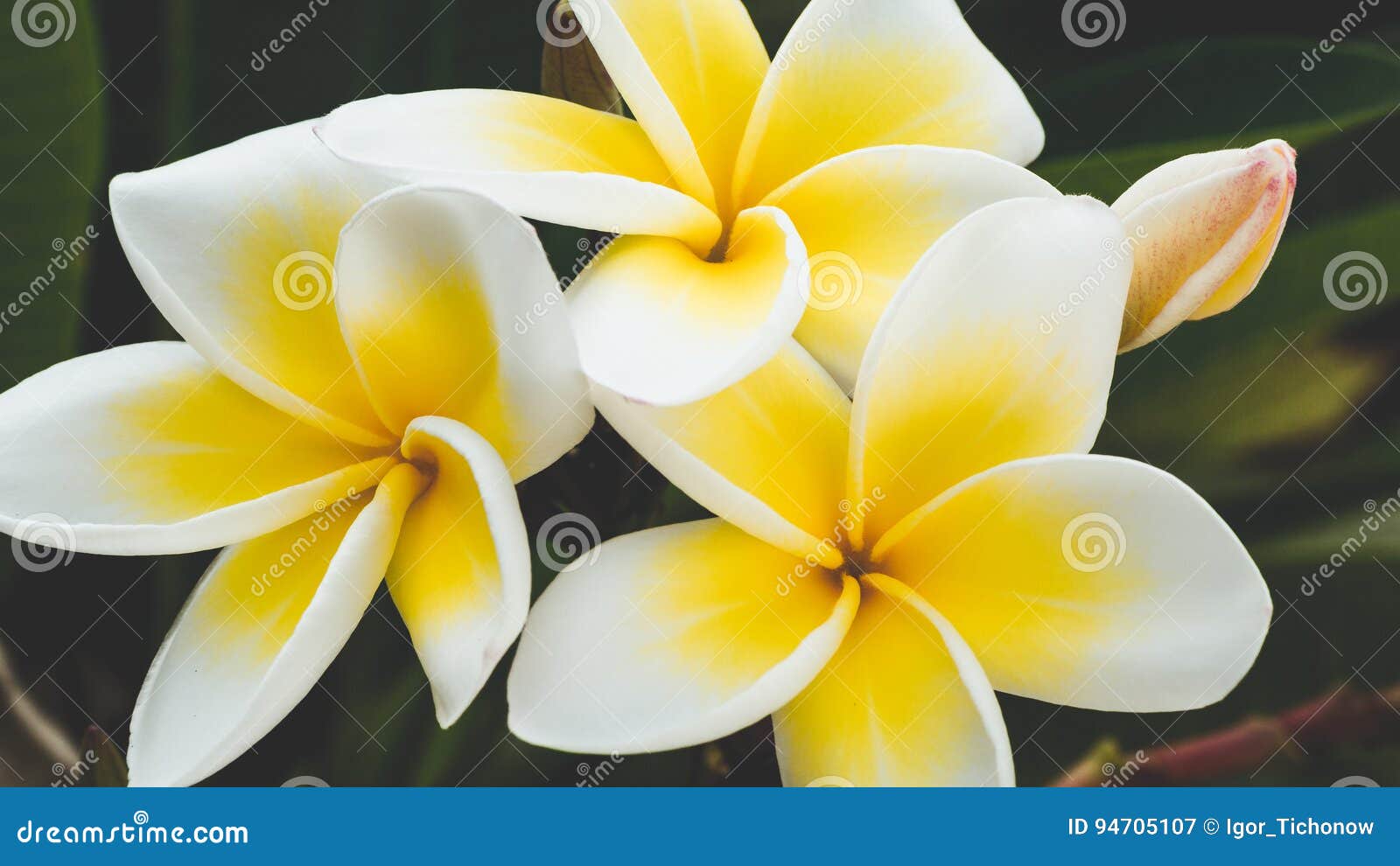 brunch of yellow tiare flowers at green outdoors background