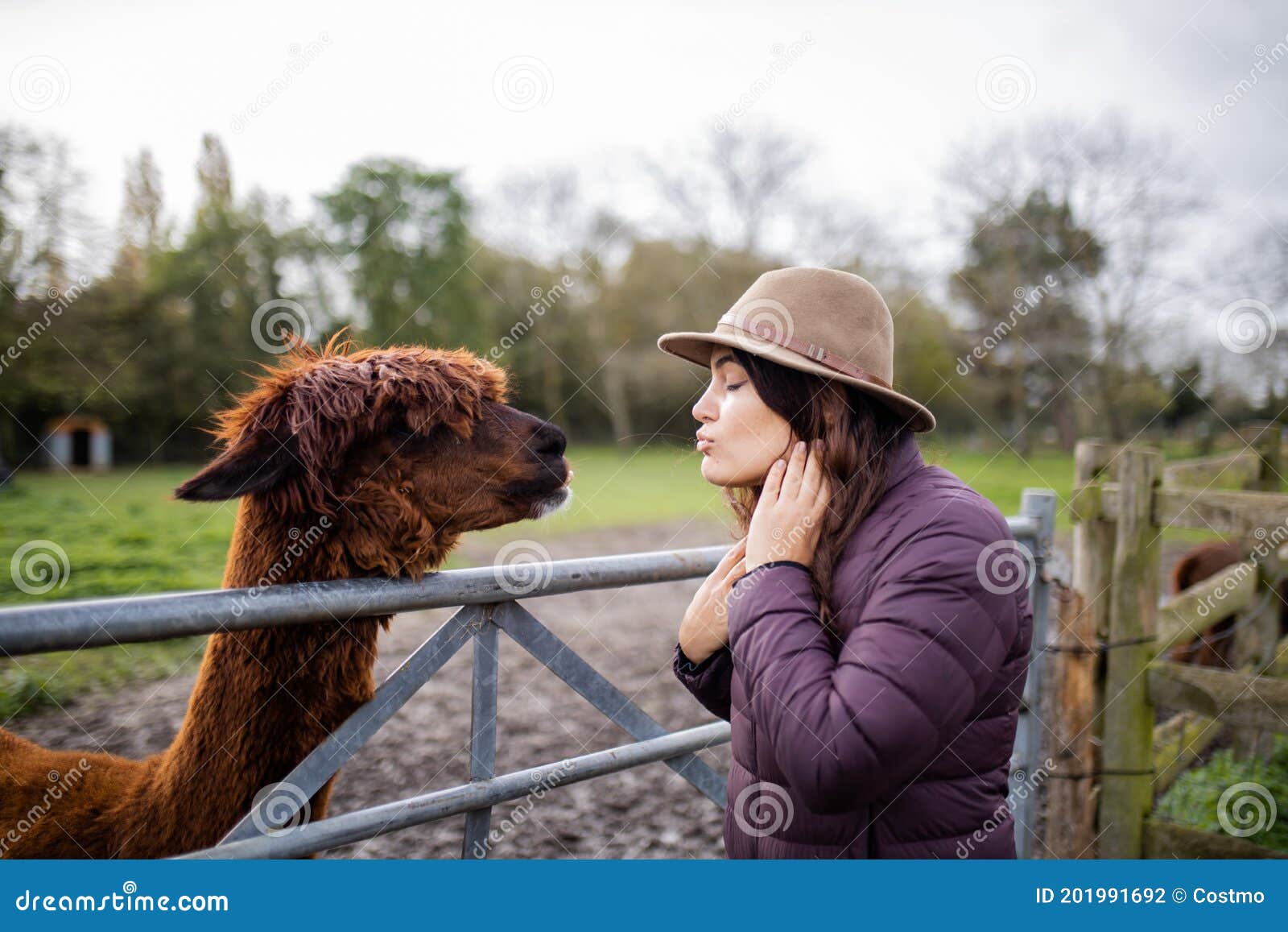 Brunette woman wearing a hat pretending to kiss a brown alpaca behind a fence. Brunette woman wearing a hat pretending to kiss a brown alpaca behind a metal and wood fence at a farmyard, with a forest as background