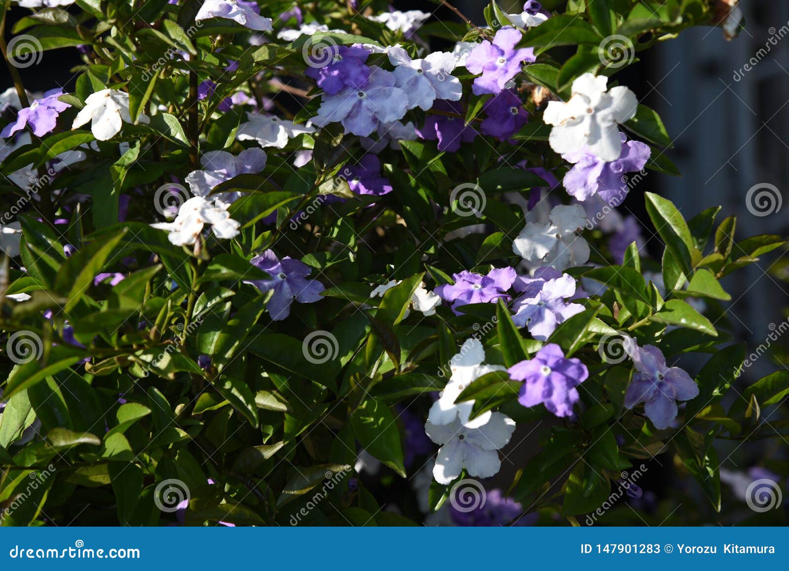 Brunfelsia Latifolia Flowers Stock Image - Image of beauty, brunfelsia ...