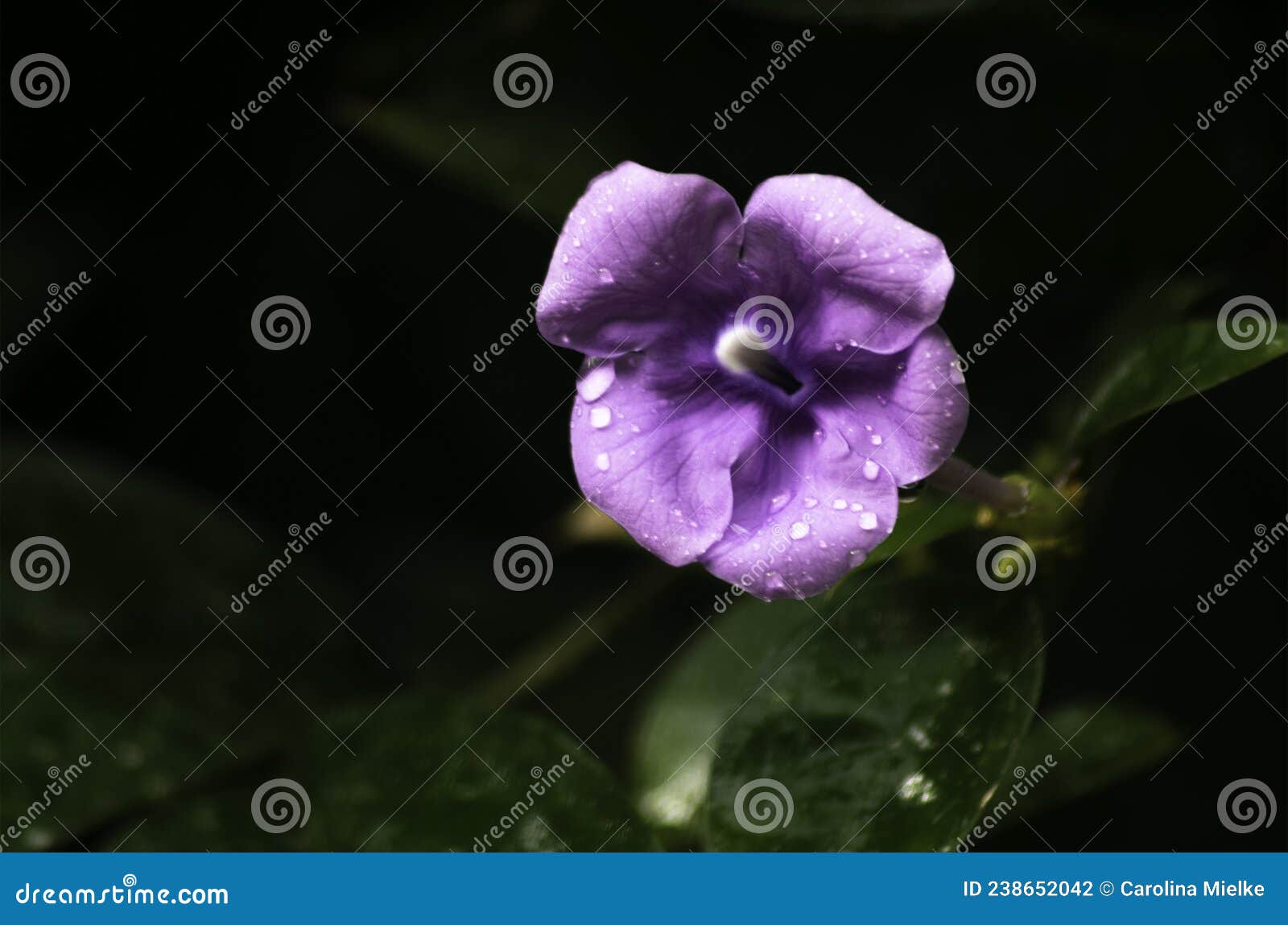 brunfelsia pauciflora (jazmÃÂ­n paraguayo) flower