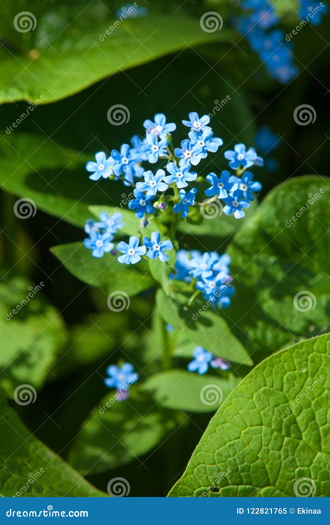 Brunnera Macrophylla 西伯利亚牛舌草 伟大的勿忘草 库存图片 图片包括有macrophylla 西伯利亚牛舌草 伟大的勿忘草 Brunnera
