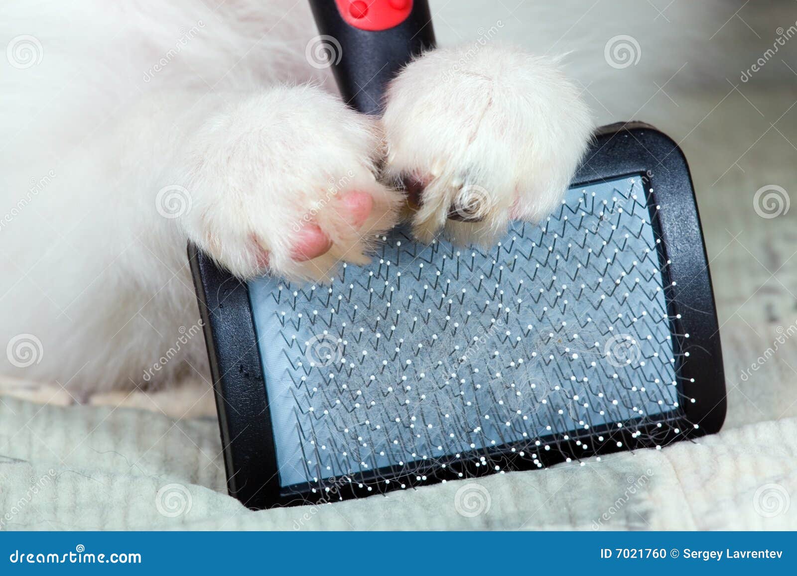 Brush for animals stock photo. Image of papillon, small 7021760