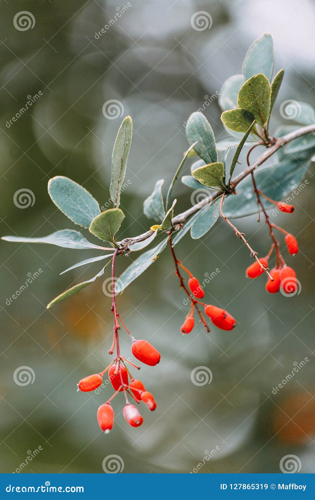 1,954 Brush Berries Photos Free & RoyaltyFree Stock Photos from
