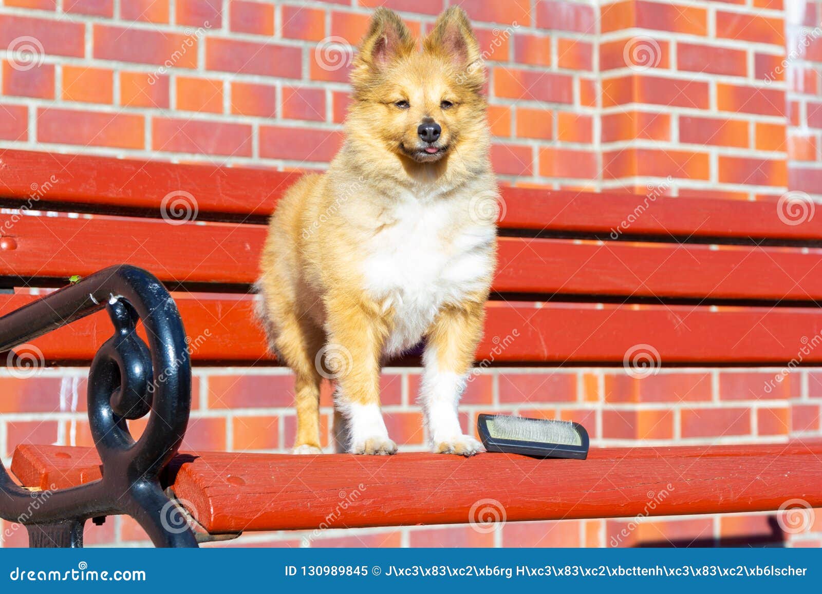 Brush Grooming on a Shetland Sheepdog Stock Image Image of brush