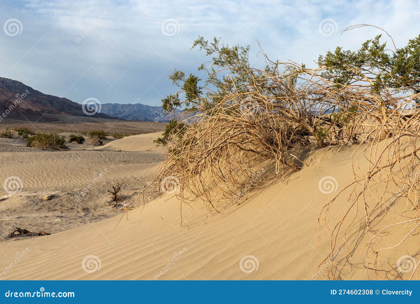 Brush Growing from the Sand Dunes Stock Photo - Image of desert, brush ...