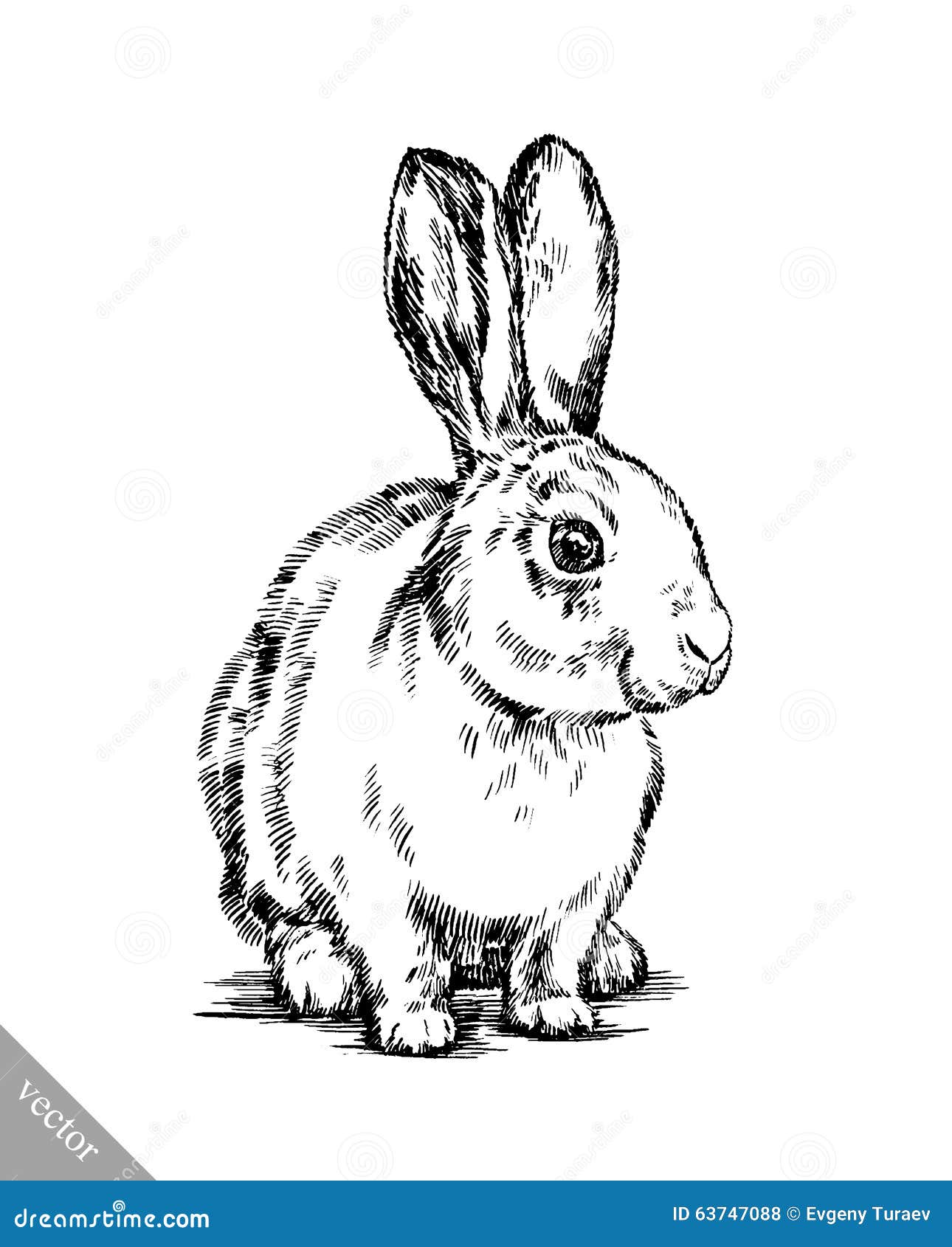 brush painting ink draw  rabbit 