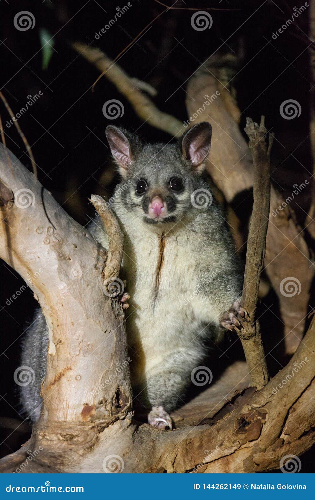 1,082 Australia Possum Photos - & Royalty-Free Stock Photos from Dreamstime