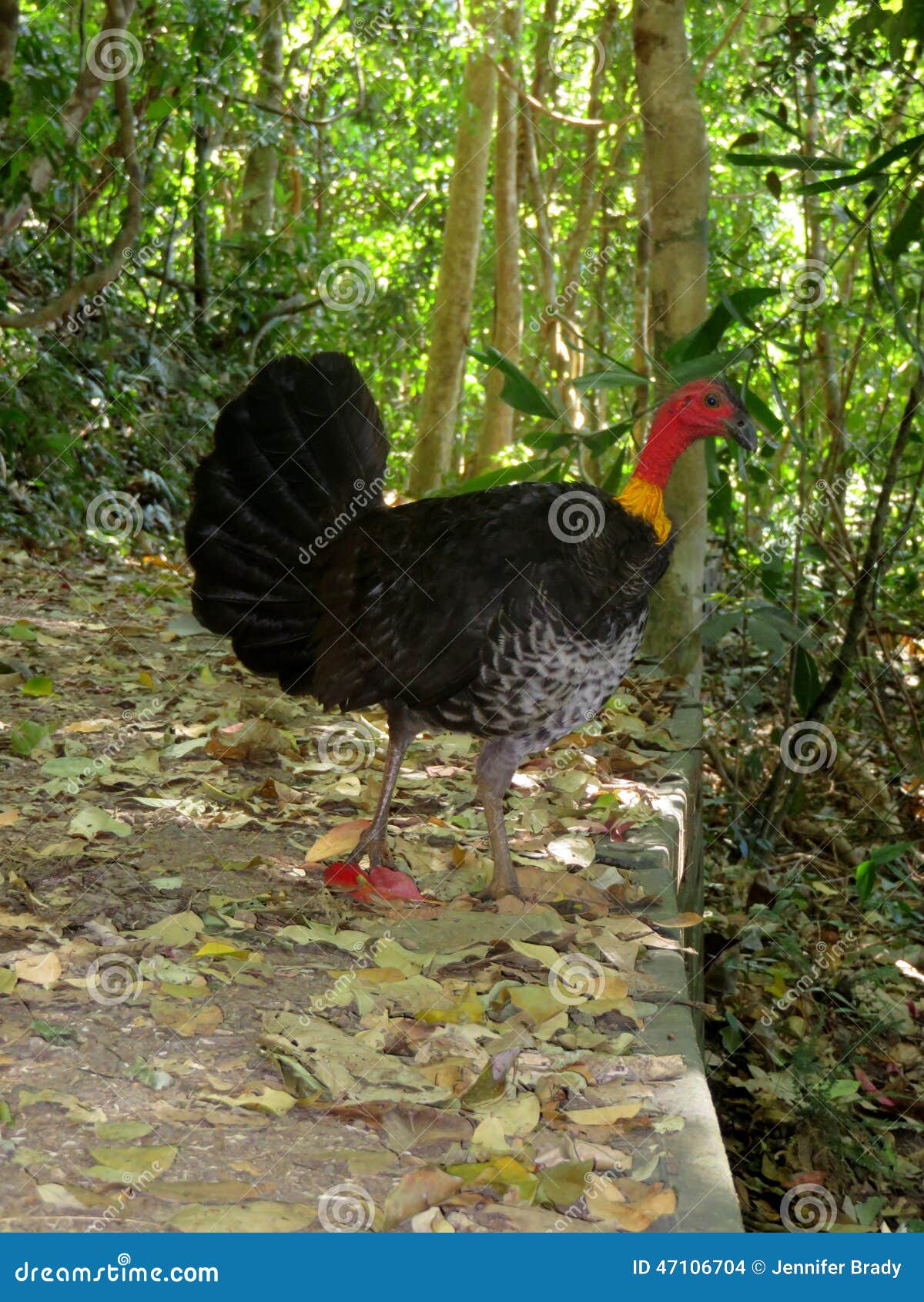 Brush Turkey stock photo. Image of black, green, rainforest 47106704