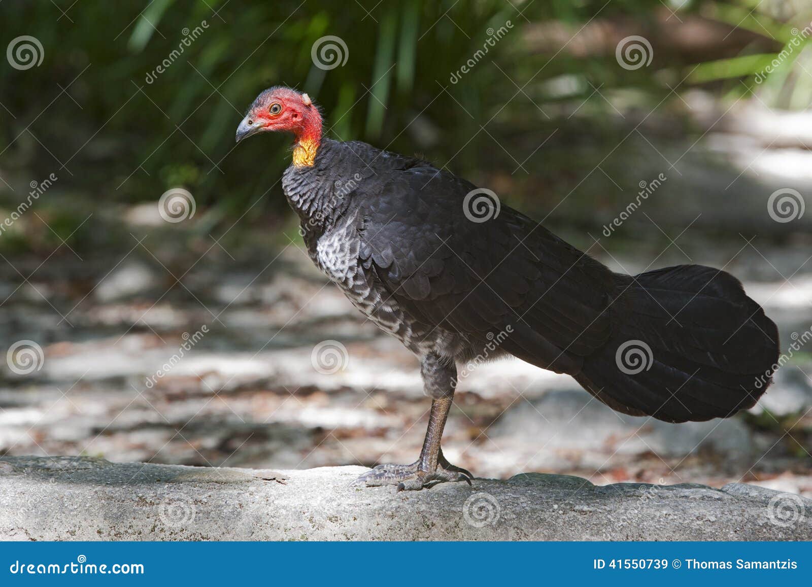 Brush turkey stock image. Image of wild, native, bird 41550739