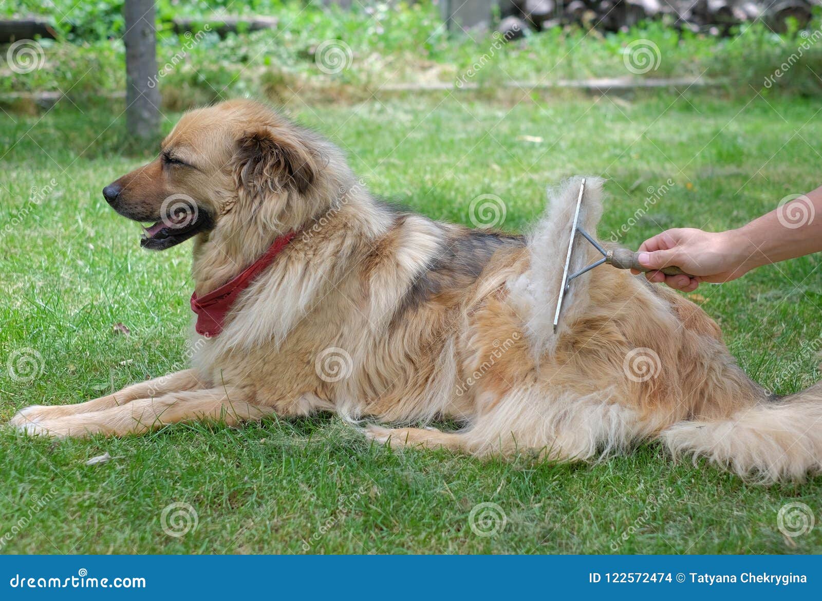 Brushing the Big Fluffy Dog with a Brush during Shedding Stock Photo
