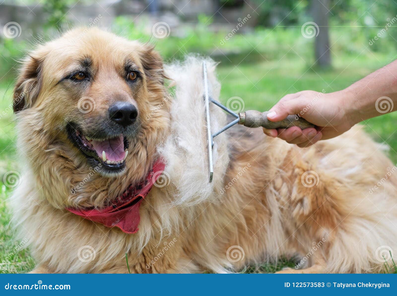 Brushing the Big Fluffy Dog with a Brush during Shedding Stock Image