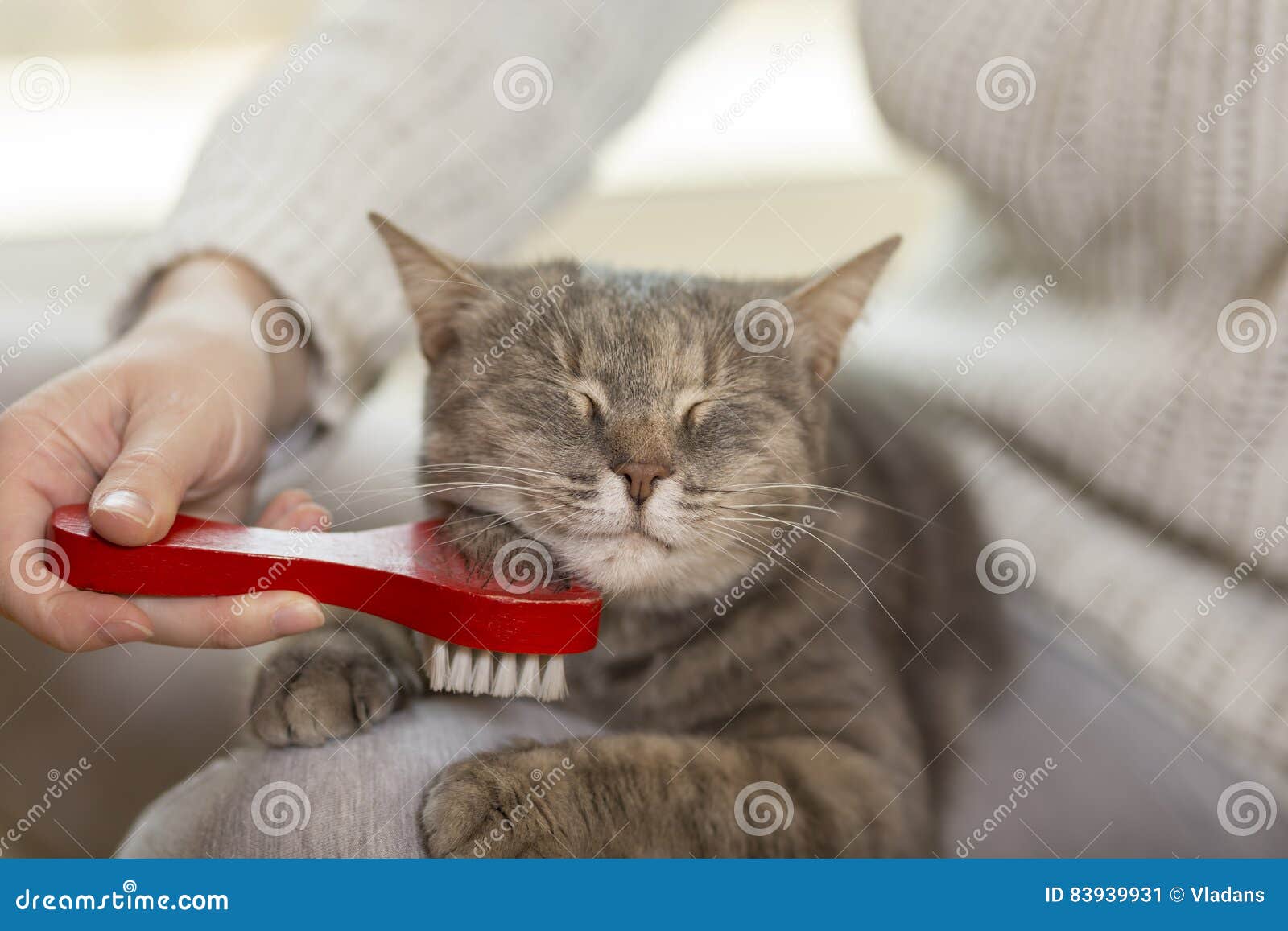 Brushing a cat stock image. Image of home, gentle, kitten 83939931