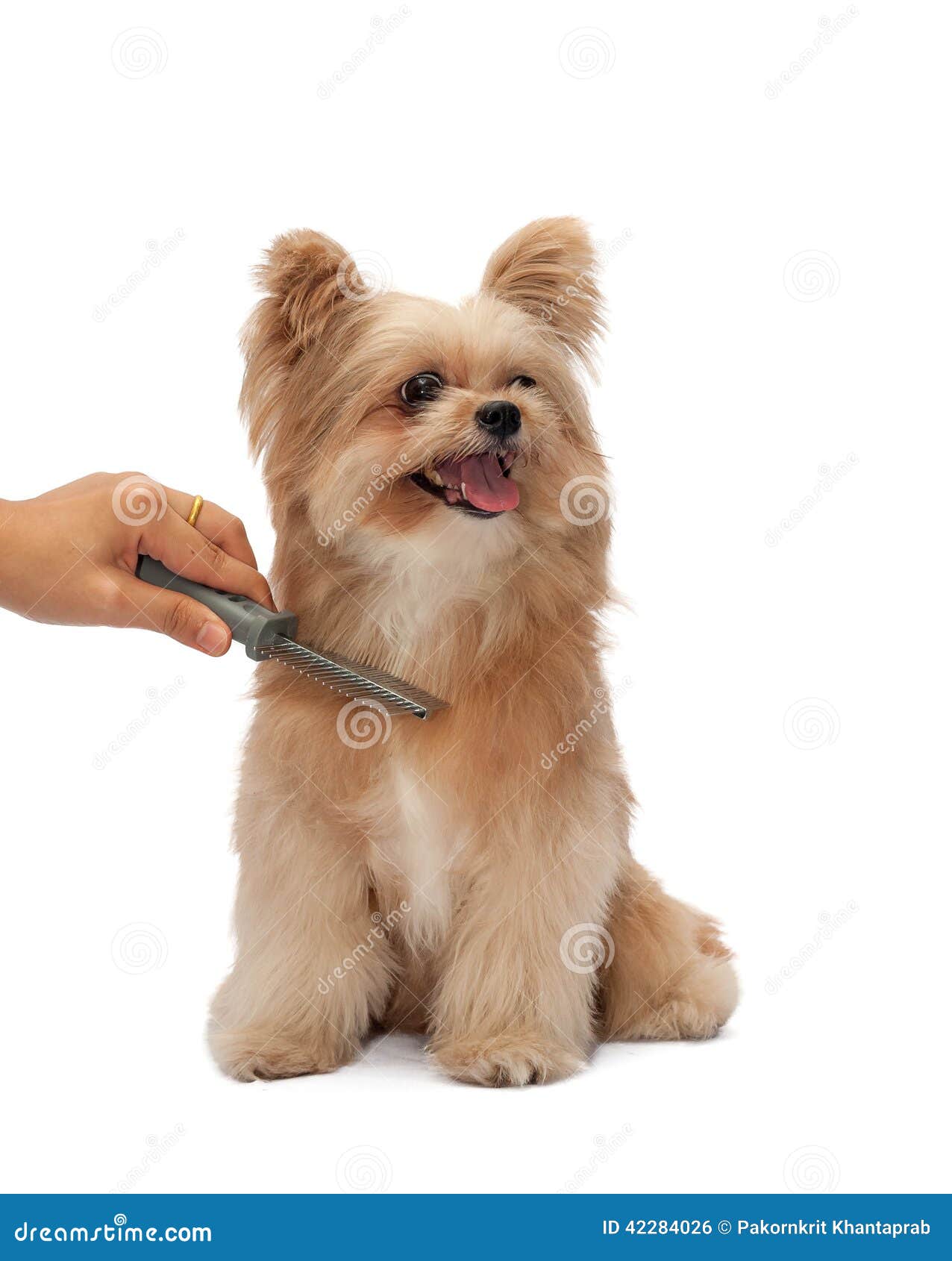 Brushing Dog Fur stock photo. Image of coat, beautiful 42284026