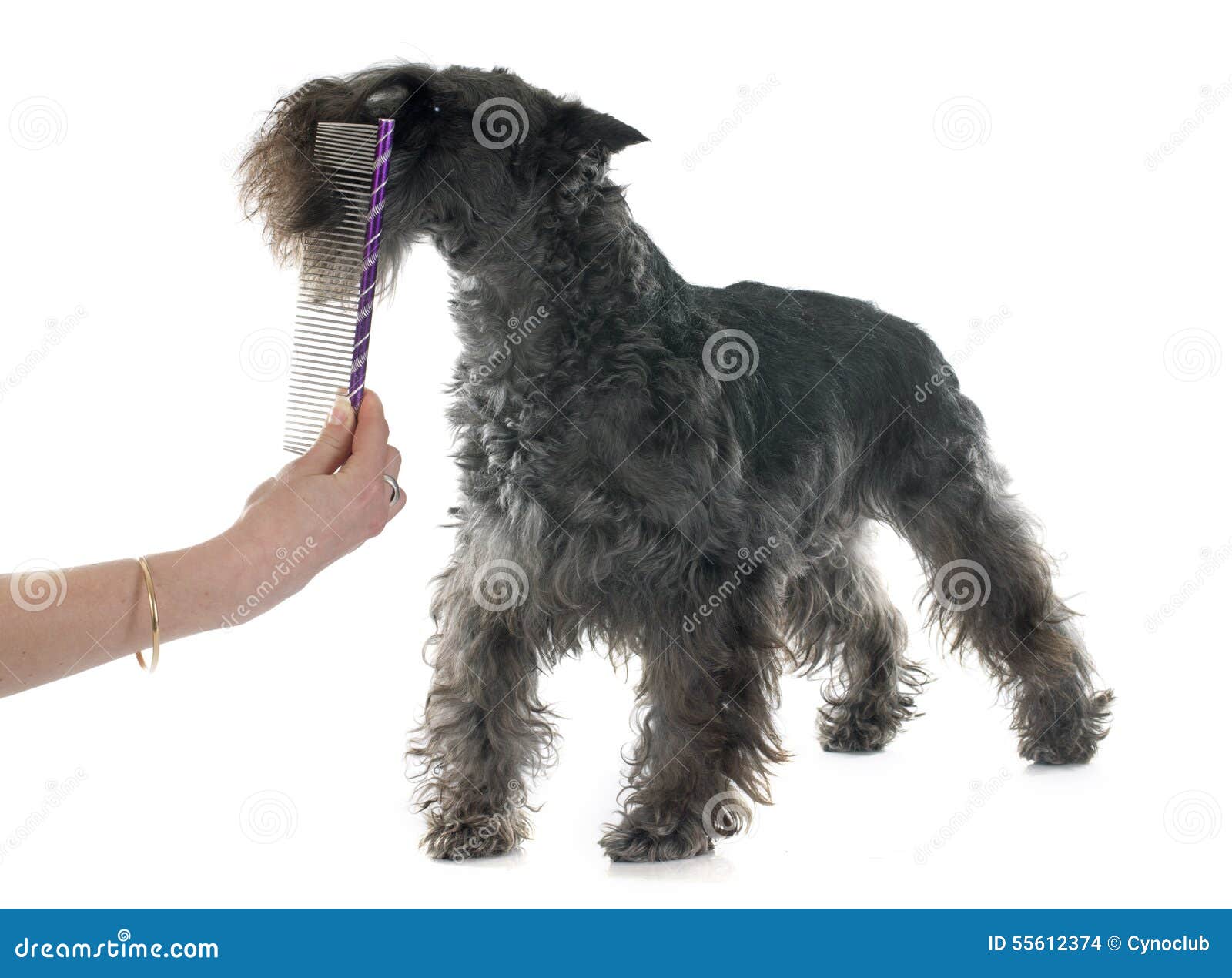 miniature schnauzer brush