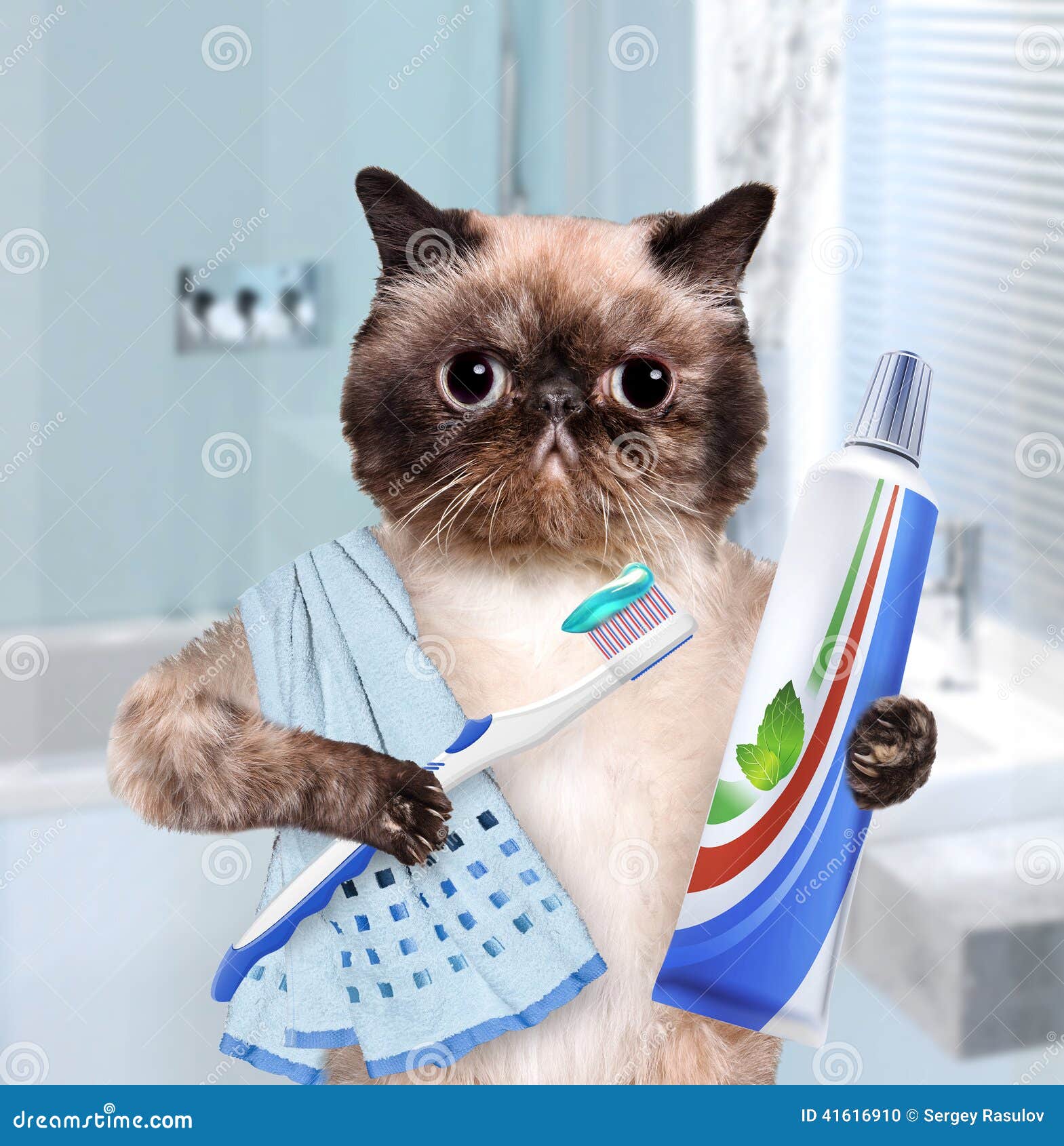 Brushing teeth cat. stock photo. Image of animal, holding 41616910