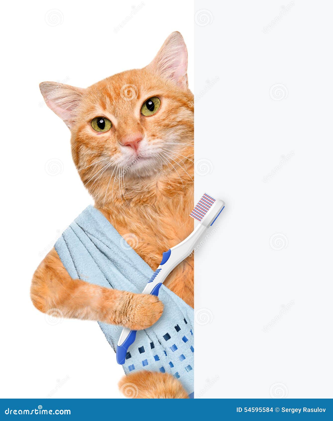 Brushing teeth cat. stock photo. Image of dentist, periodontists 54595584