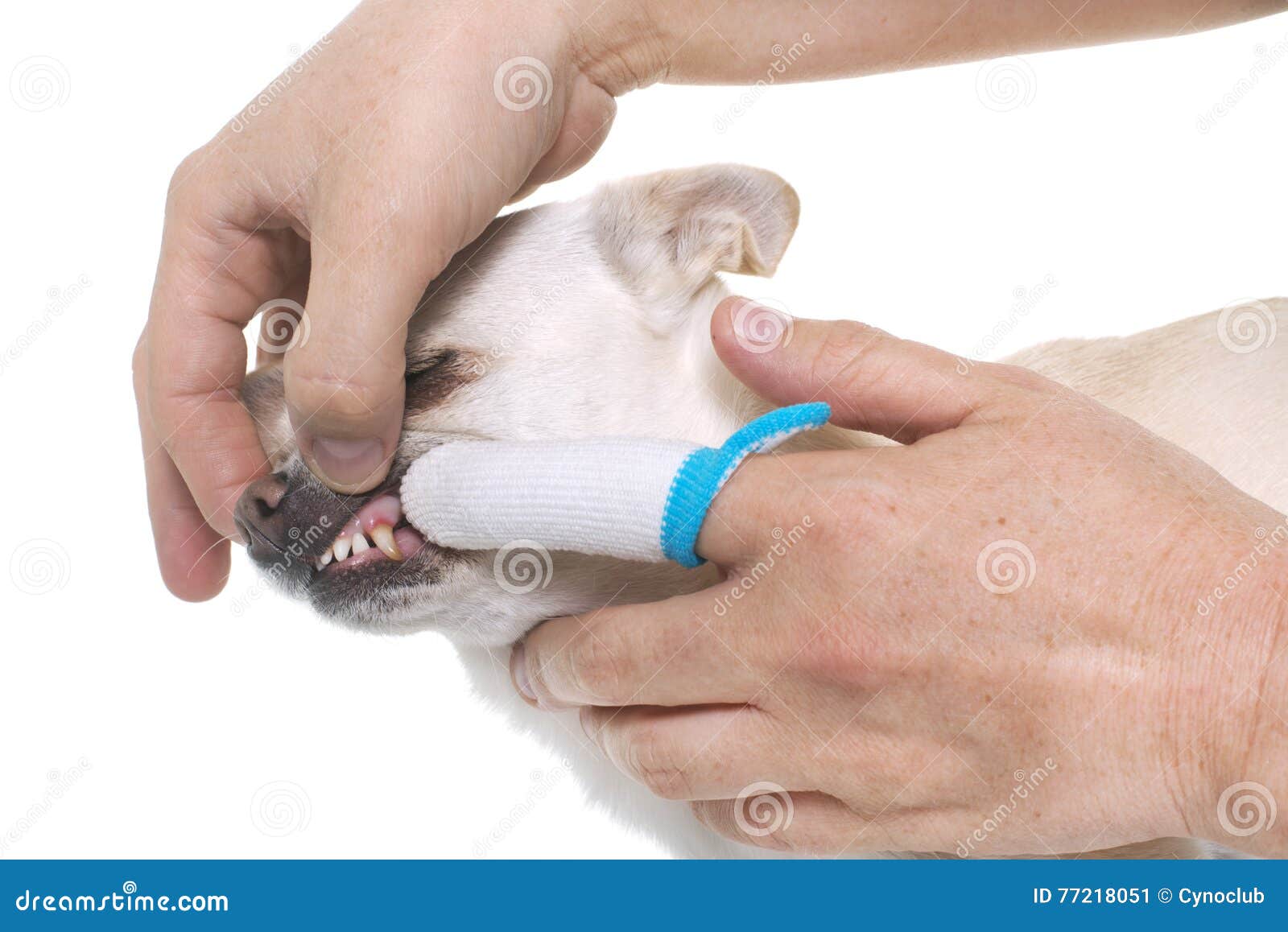 Brushing the Teeth of Chihuahua Stock Image Image of black