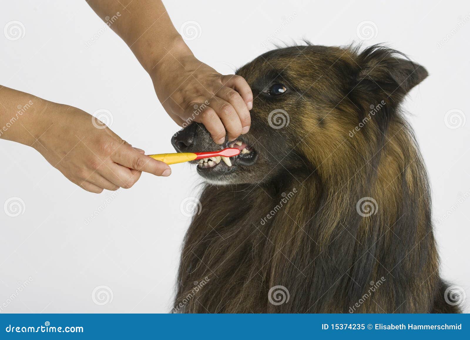 Brushing the Teeth of a Dog Stock Image Image of easy, animals 15374235