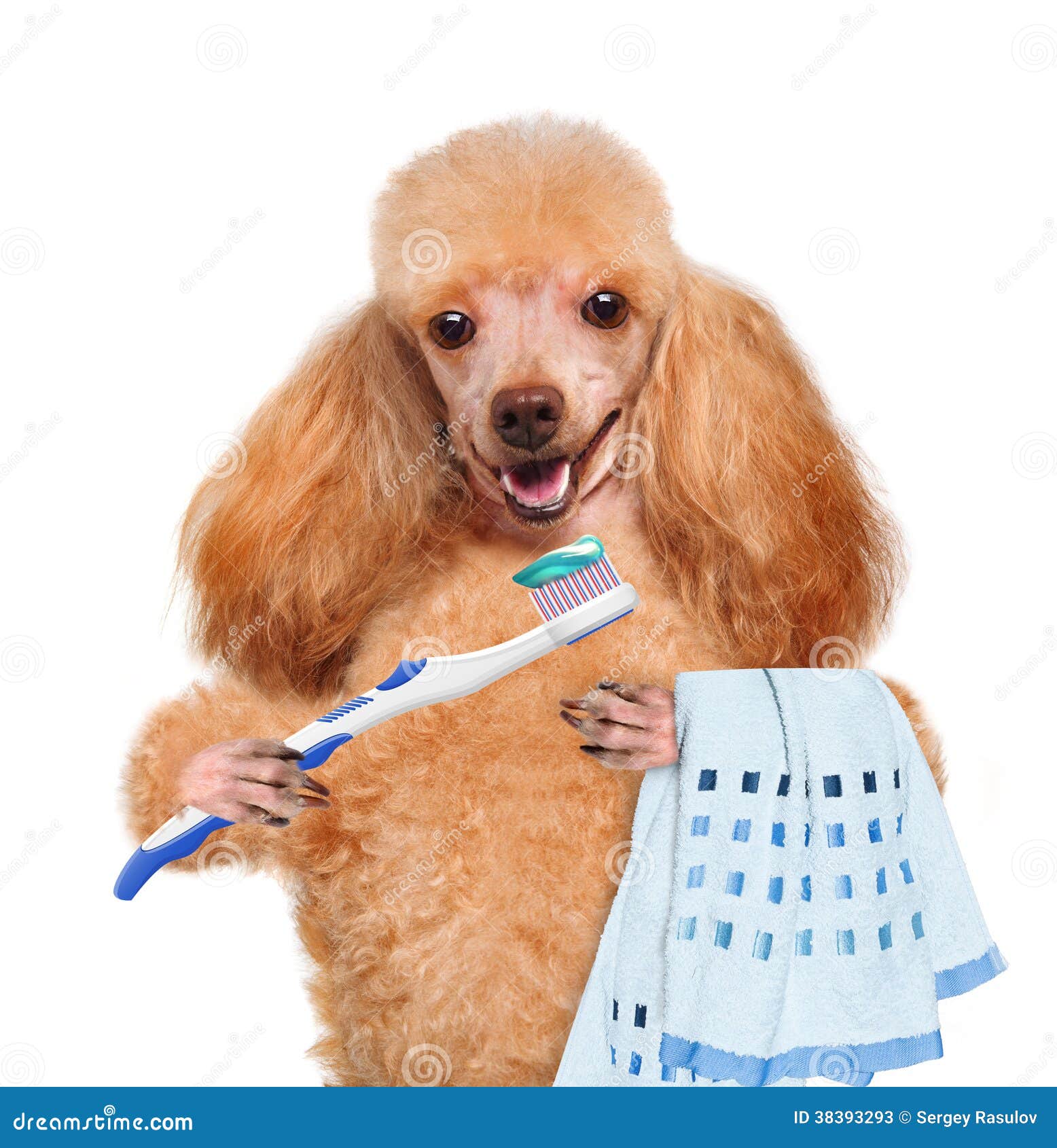 Brushing teeth dog stock image. Image of dental, joke 38393293