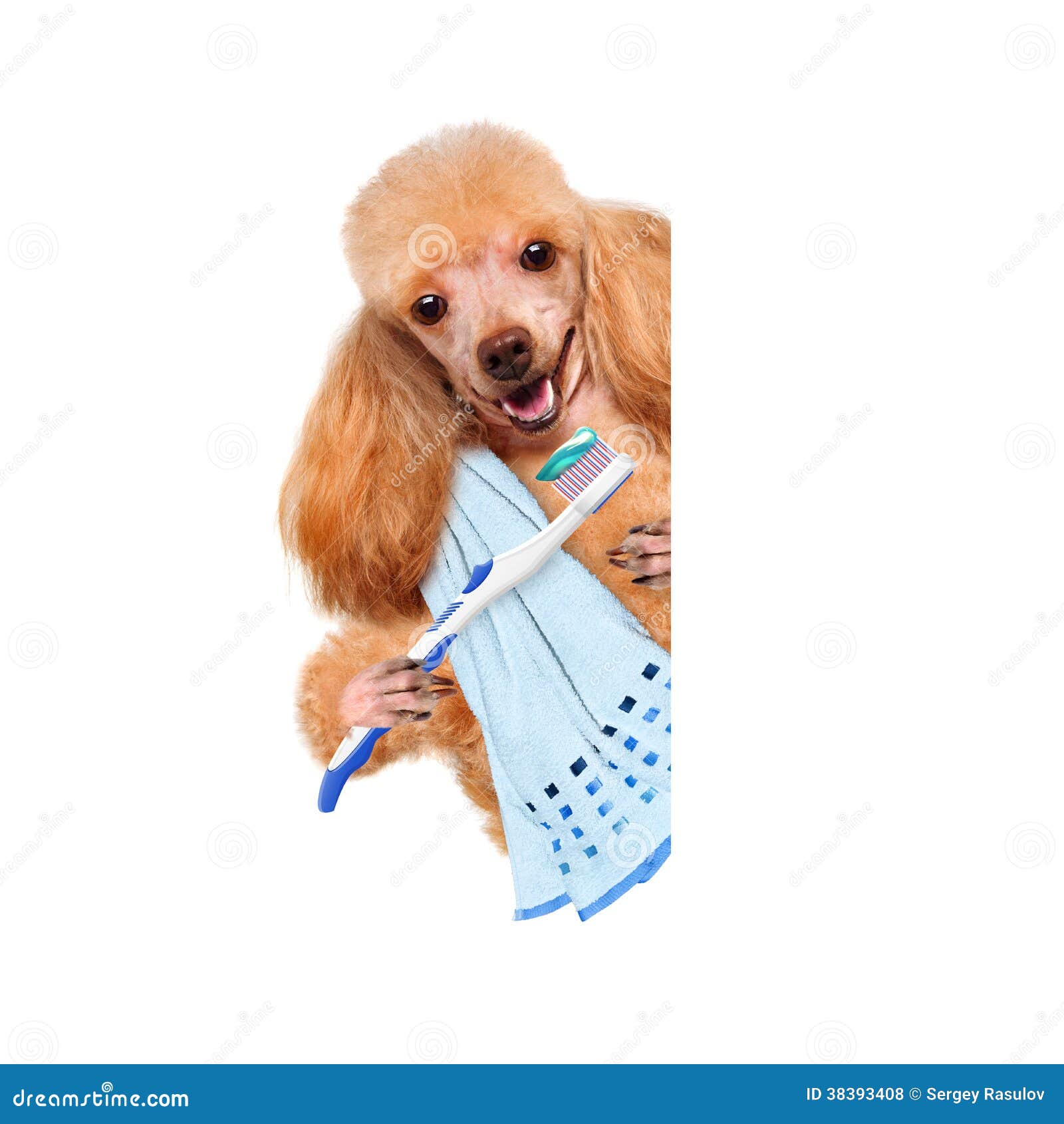 Brushing teeth dog stock photo. Image of dental, clean 38393408