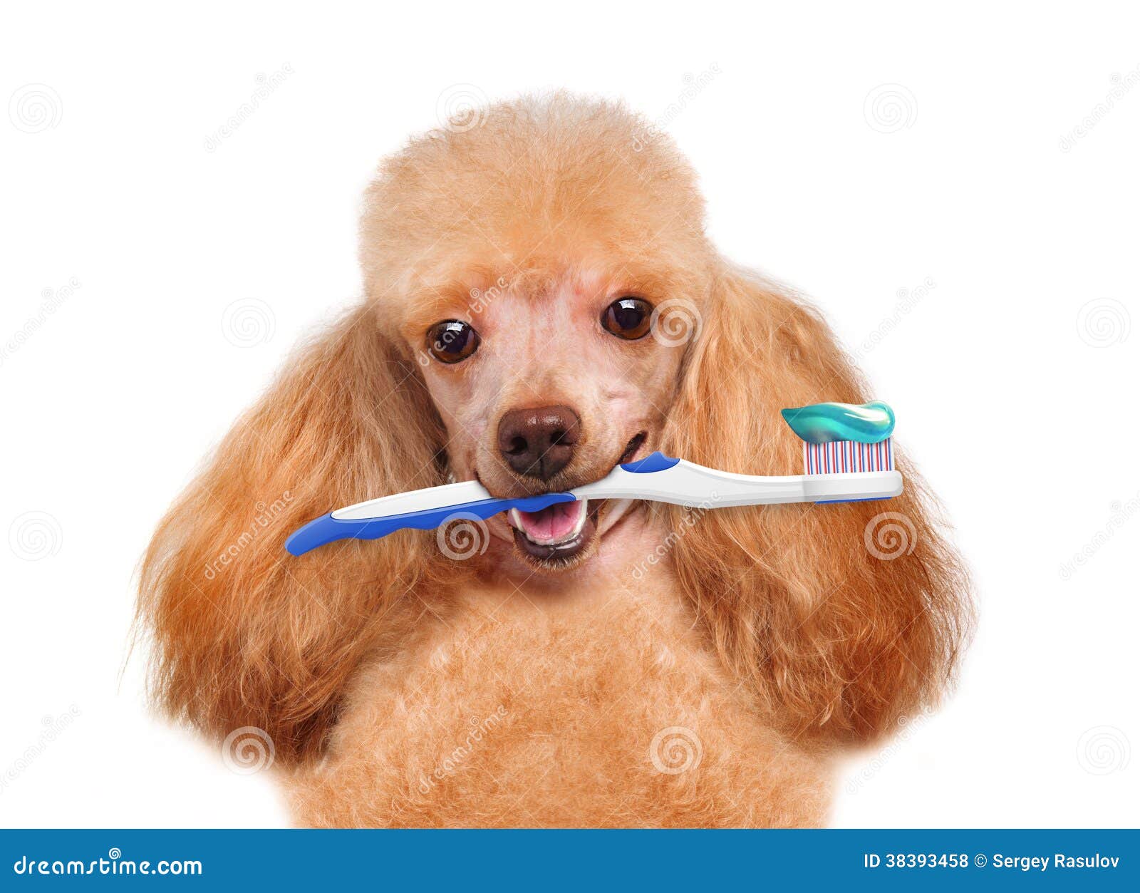 Brushing teeth dog stock photo. Image of brush, healthy 38393458