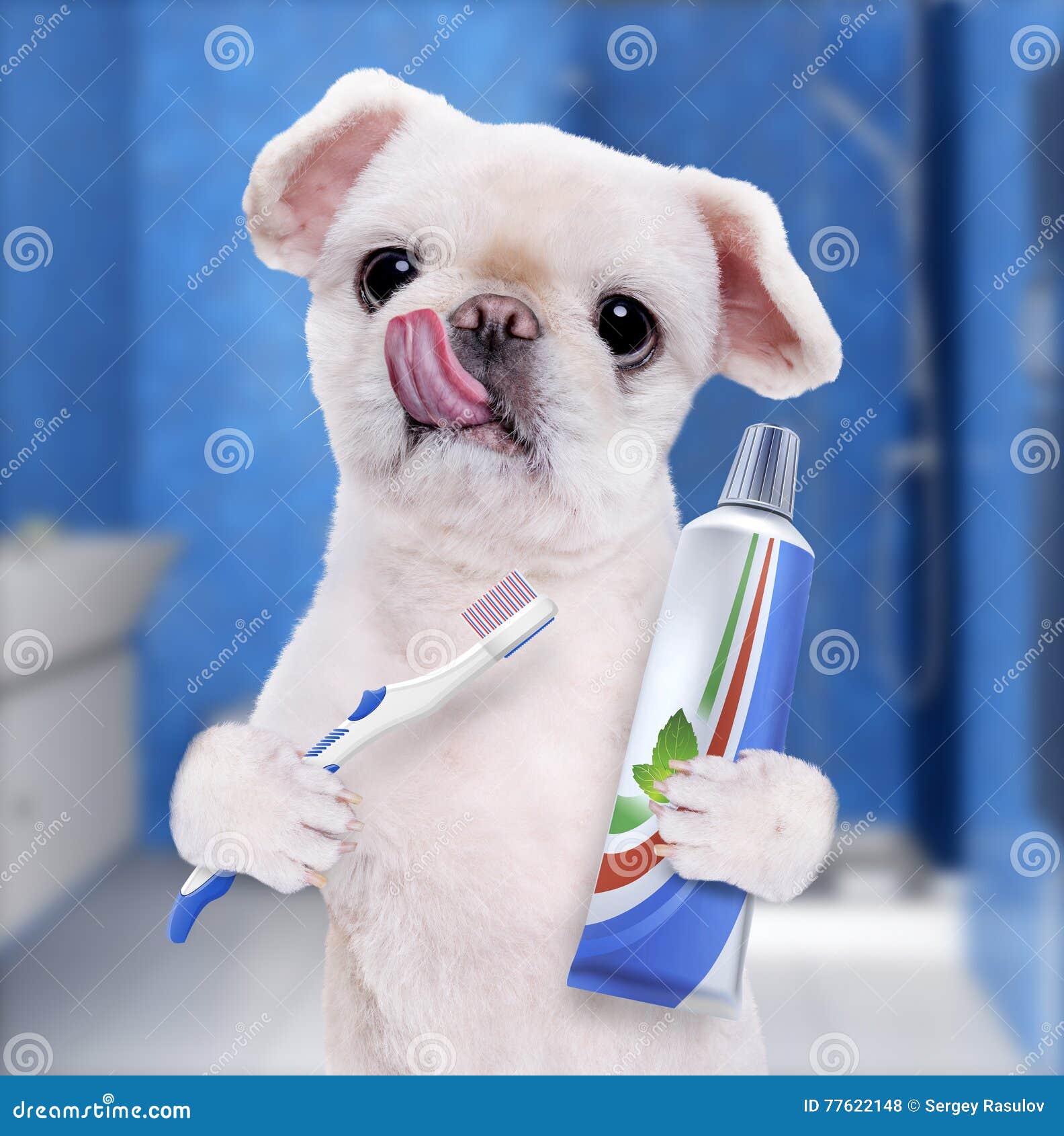 brushing teeth dog .