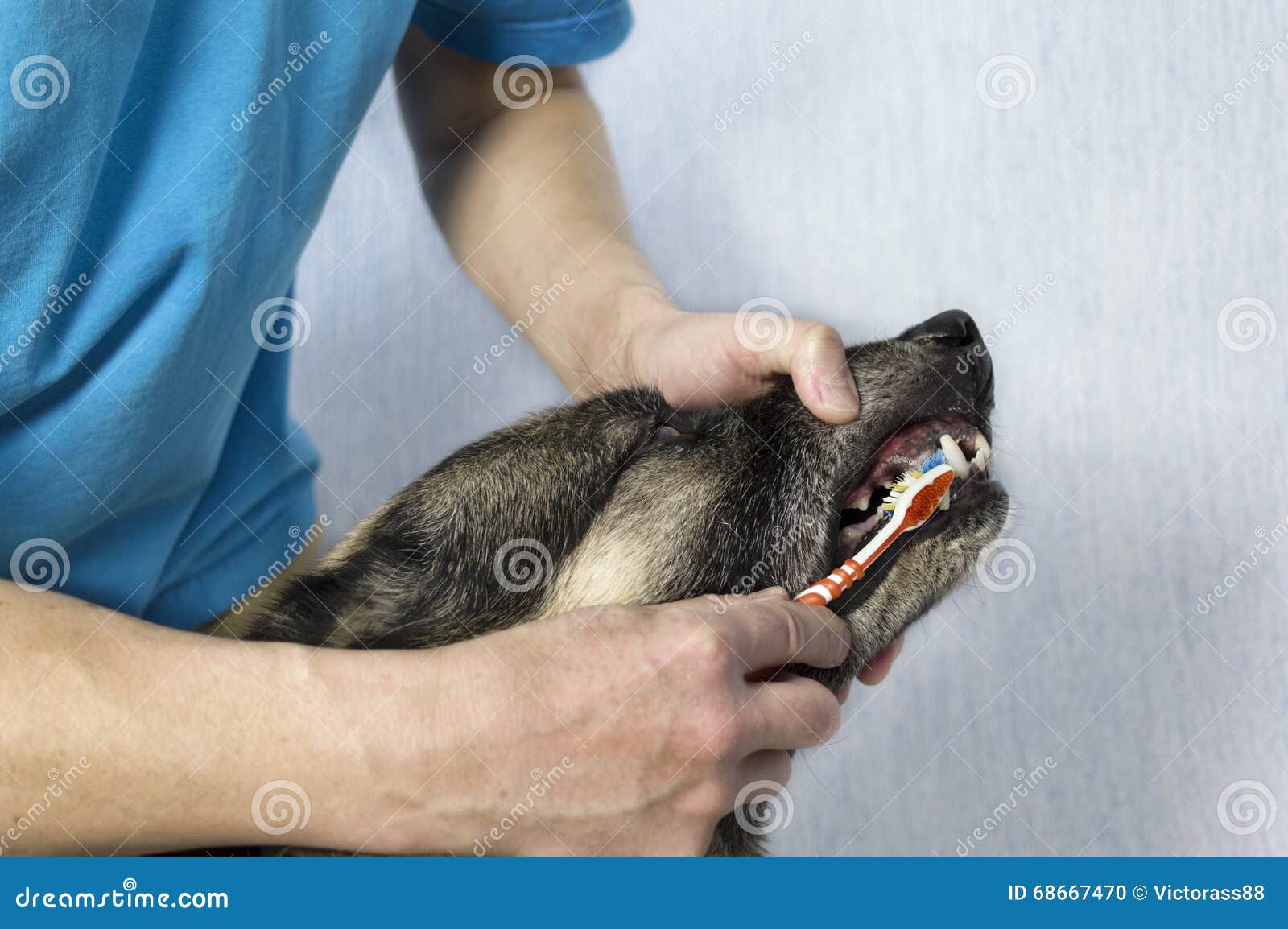 Do Groomers Brush Dogs Teeth